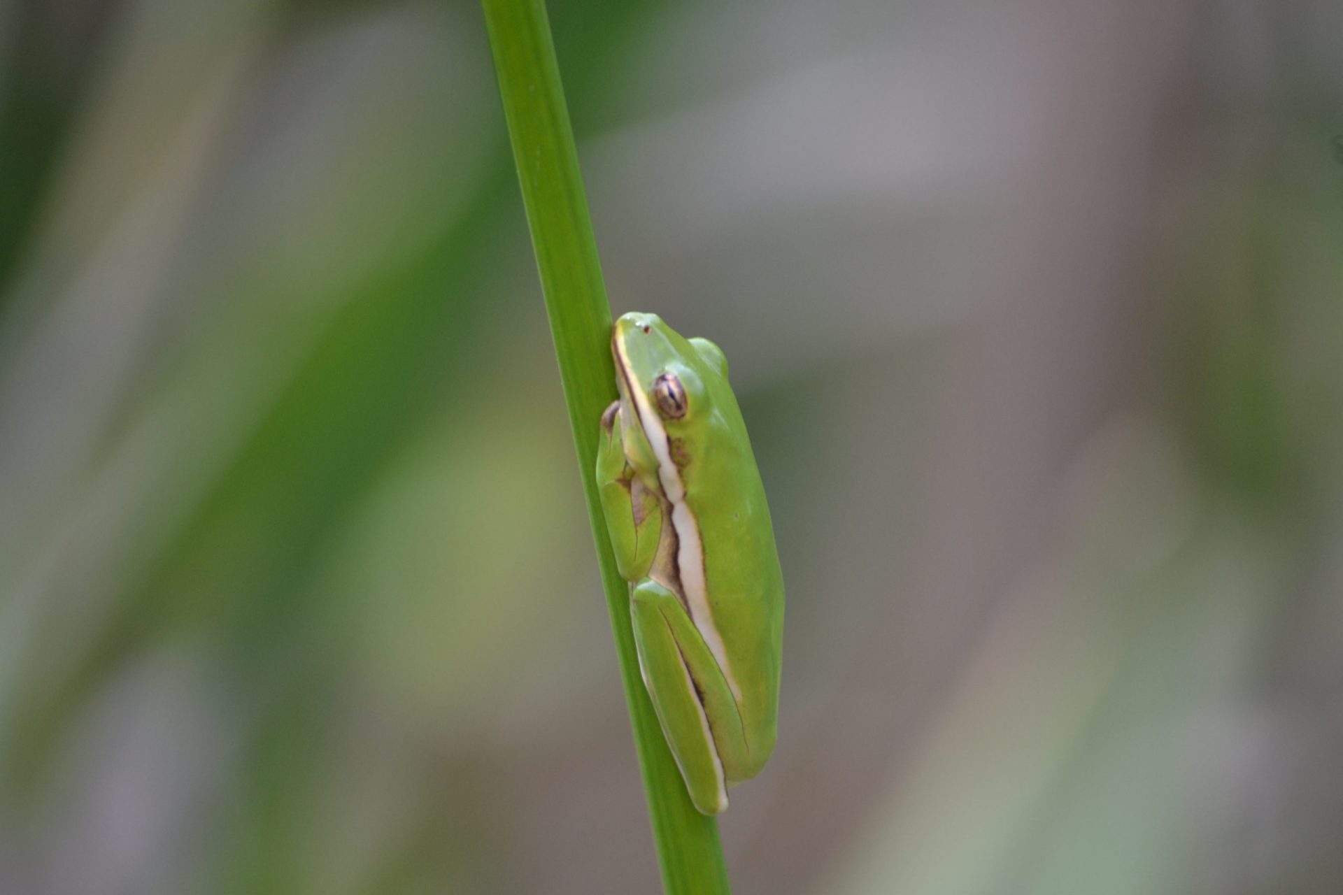Green Tree Frog