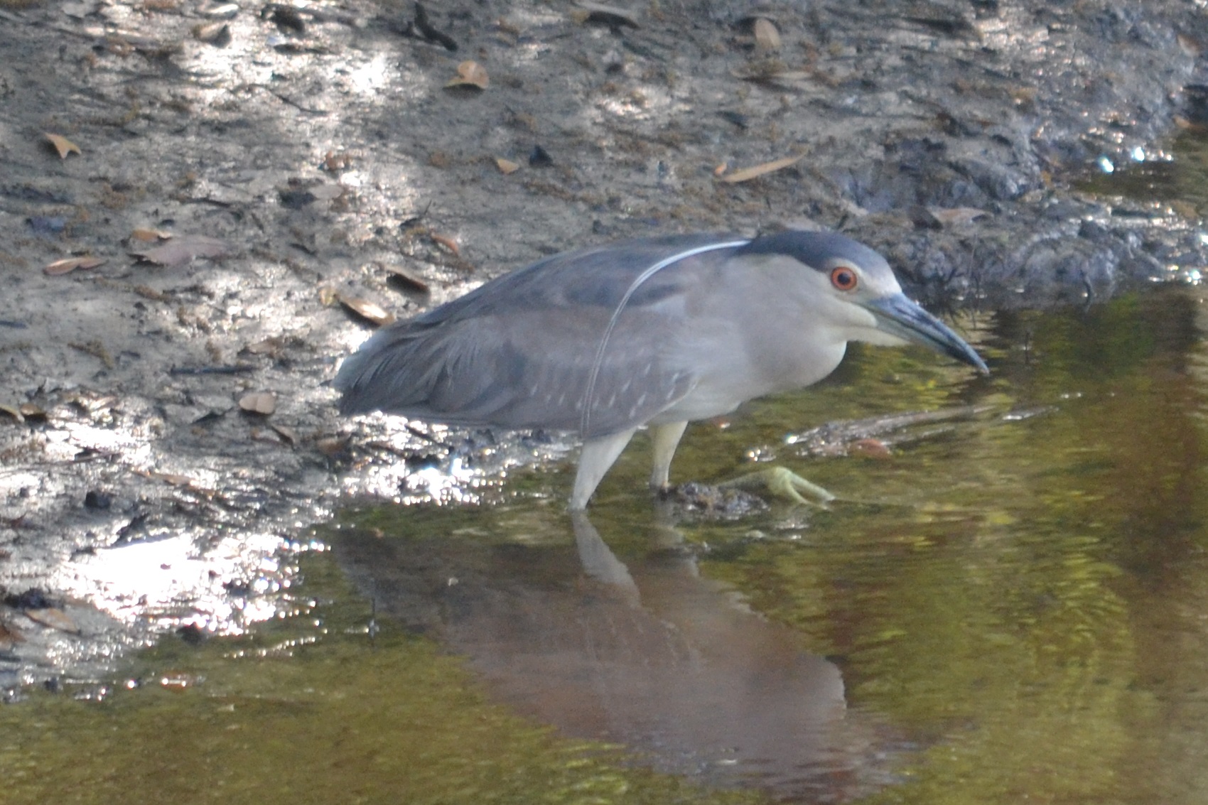 Black-crowned night heron