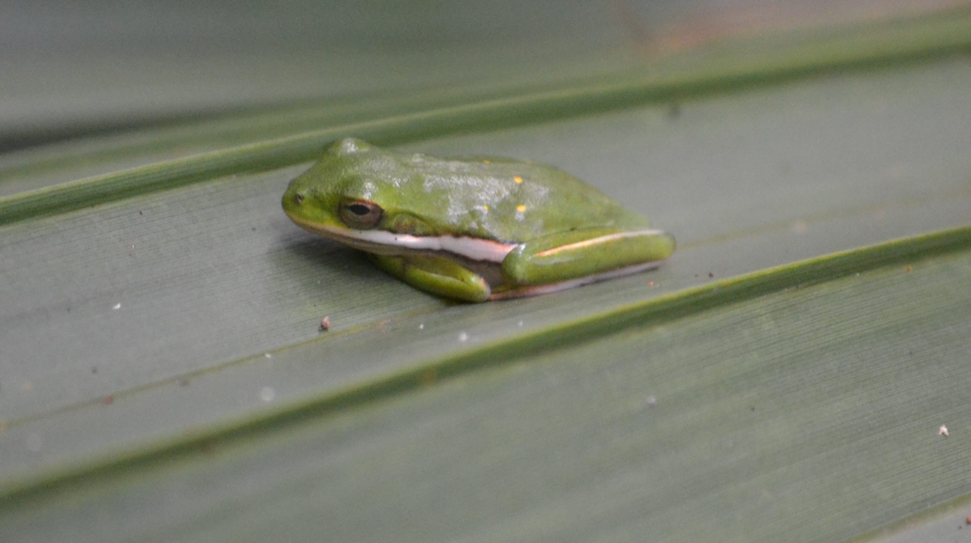 Copper's Distract Facts - Green Tree Frog