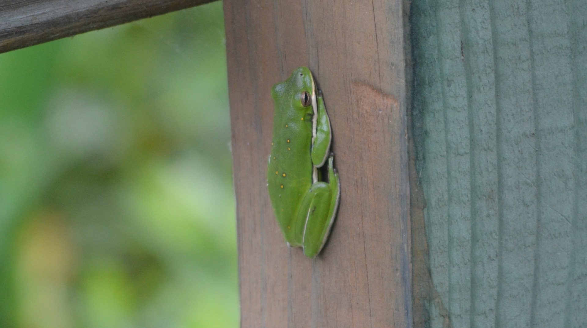Copper's Distract Facts - Green Tree Frog