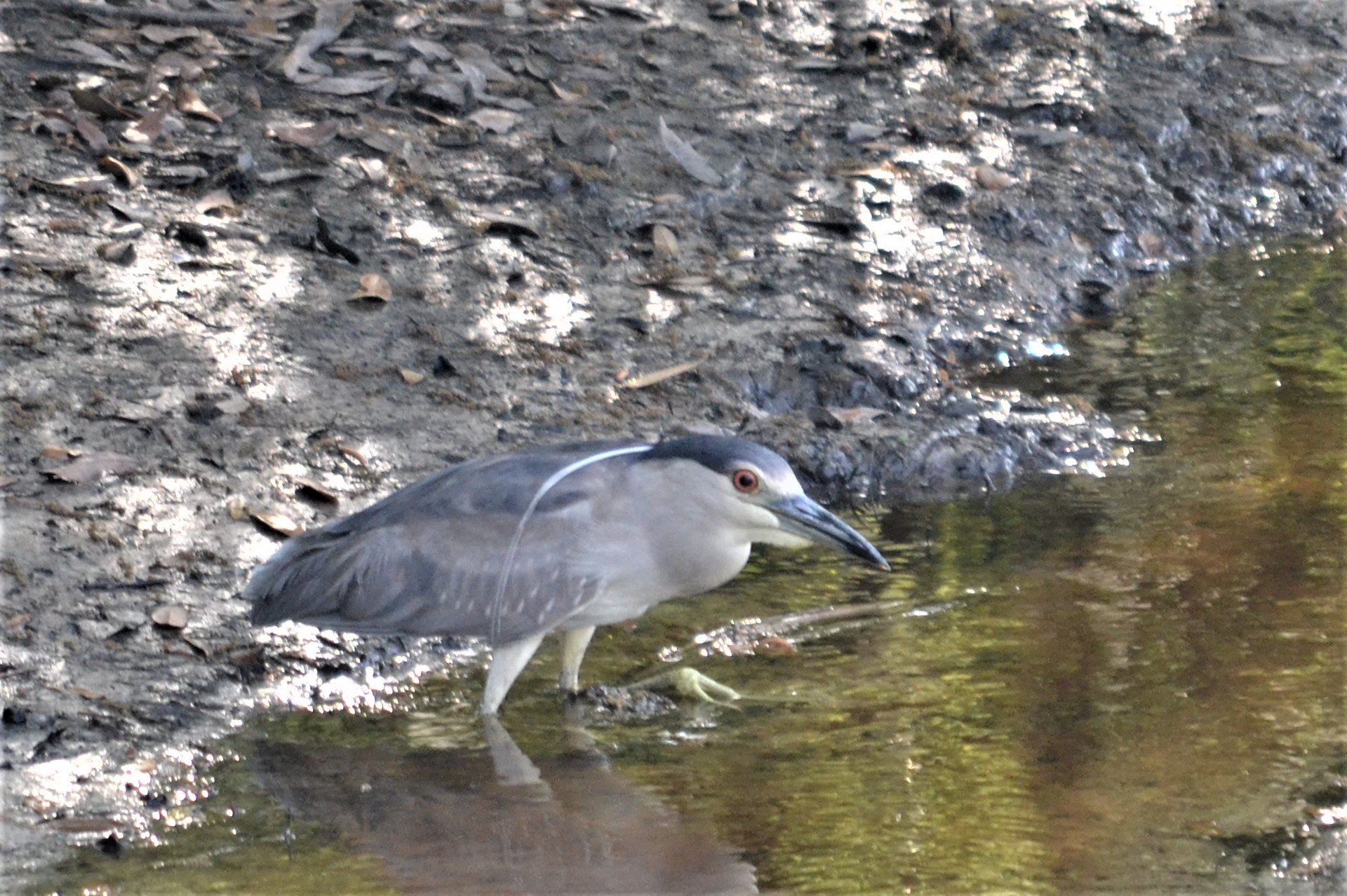 Black-crowned night heron