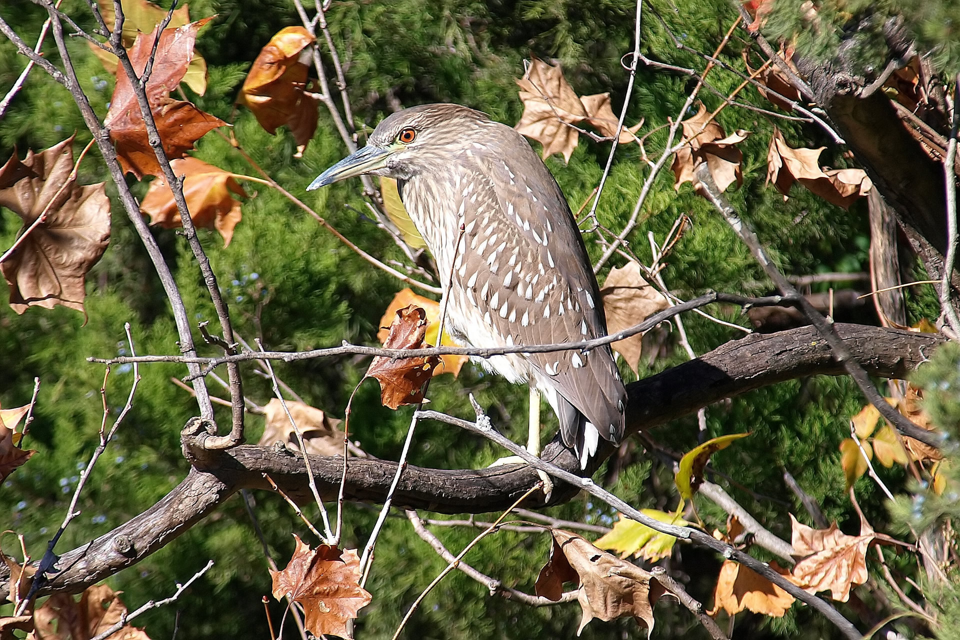 Juvenile black-crowned night heron