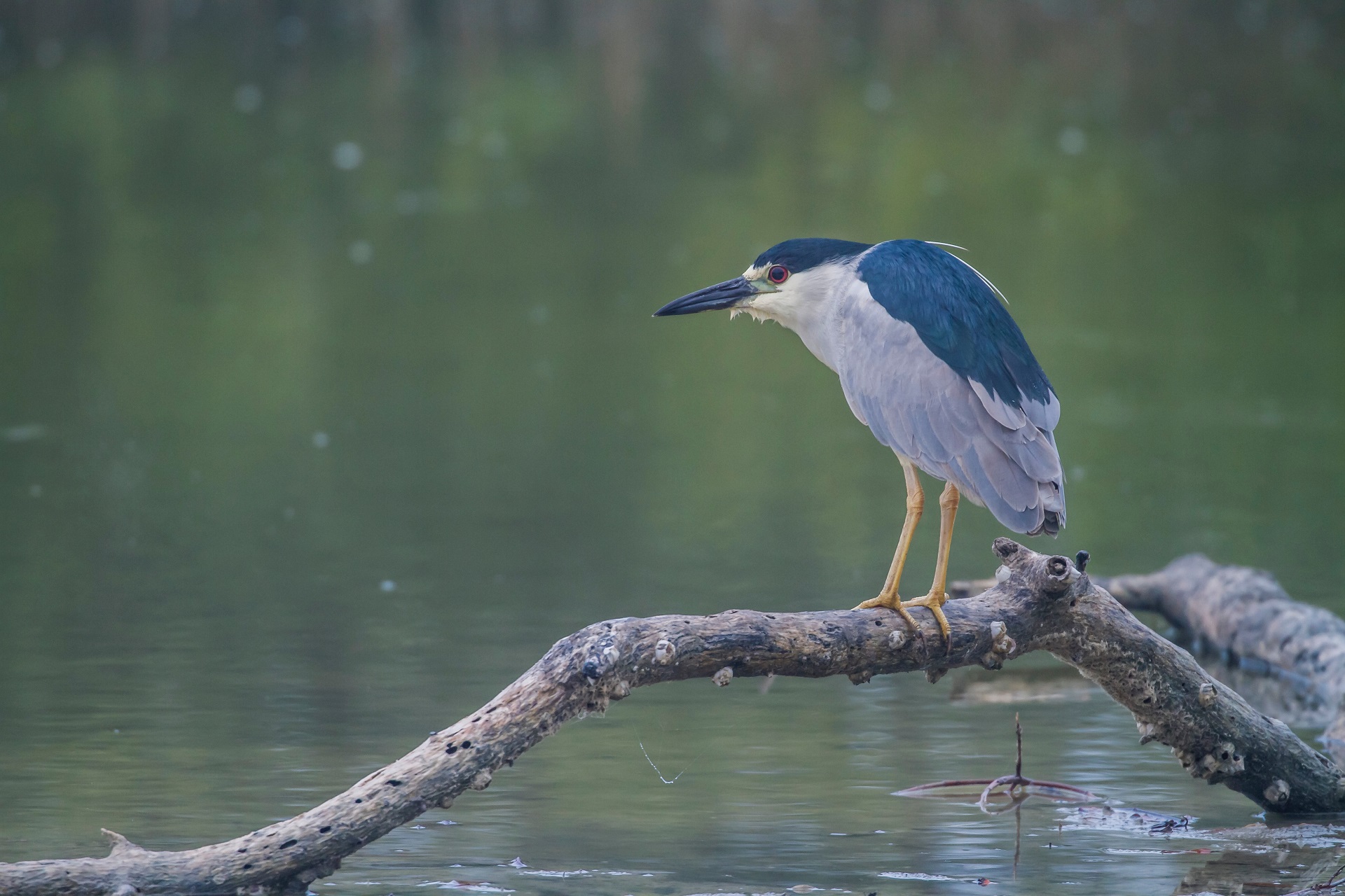 Black-crowned night heron