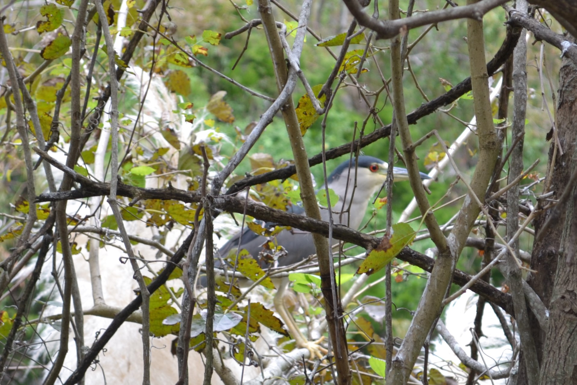 Black-crowned night heron