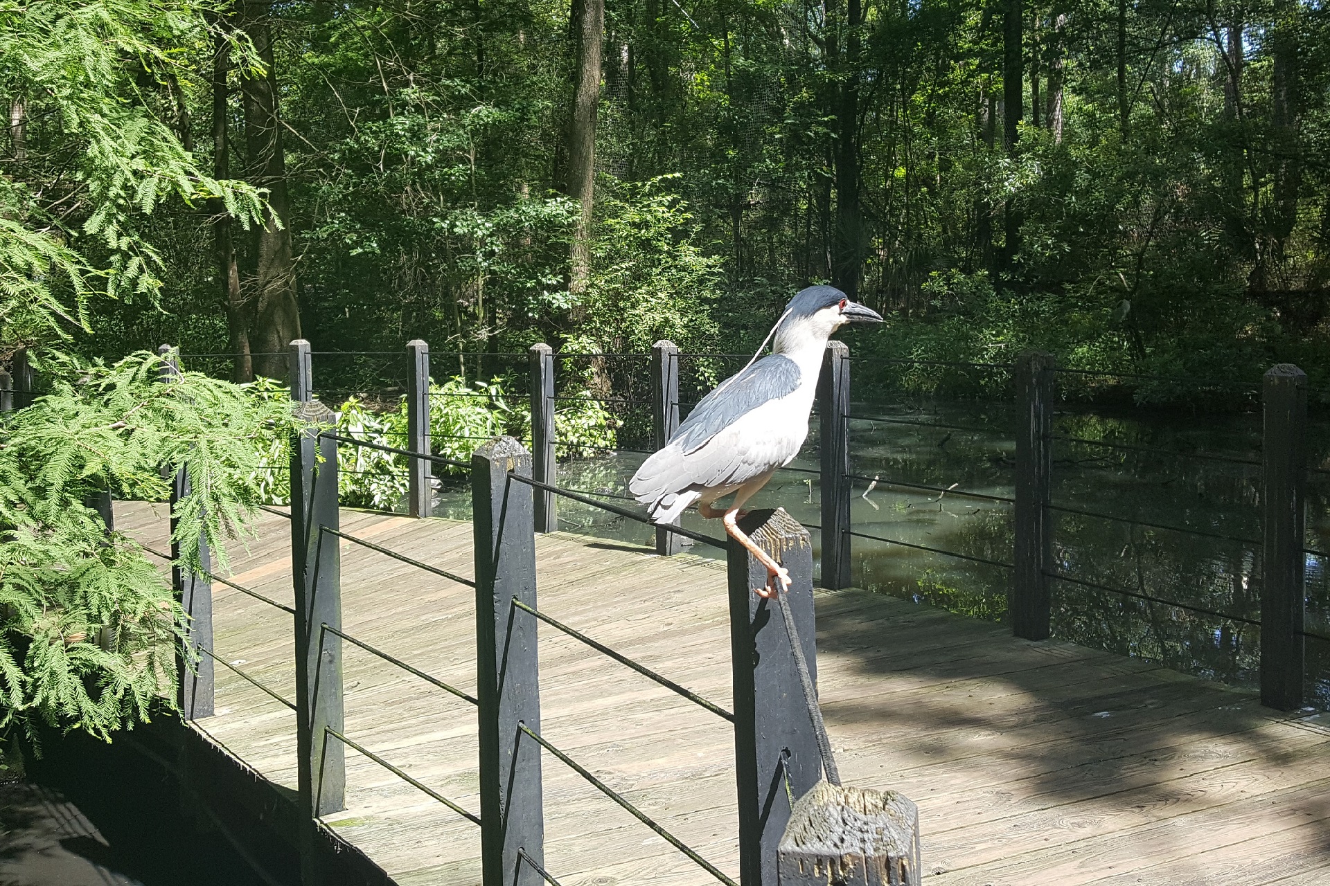 Black-crowned night heron at home