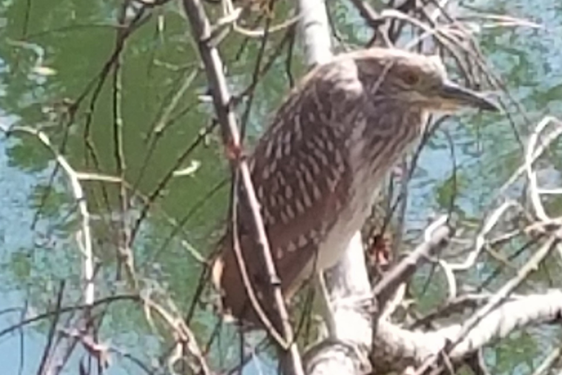 Juvenile black-crowned night heron