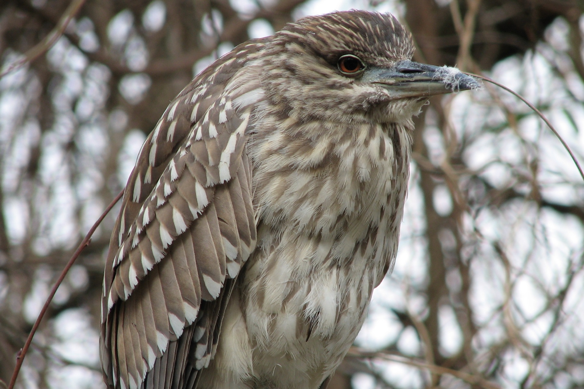 Juvenile black-crowned night heron