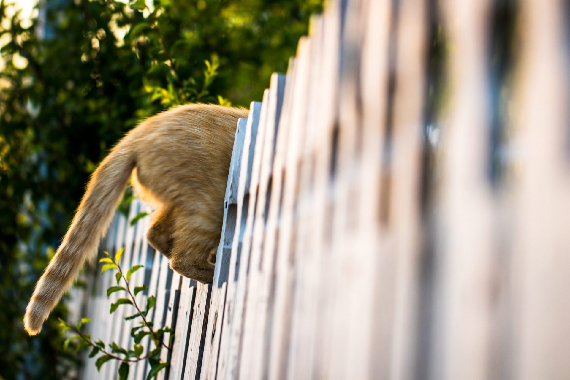 Cat climbing fence with a not-so-poofy tail in view.