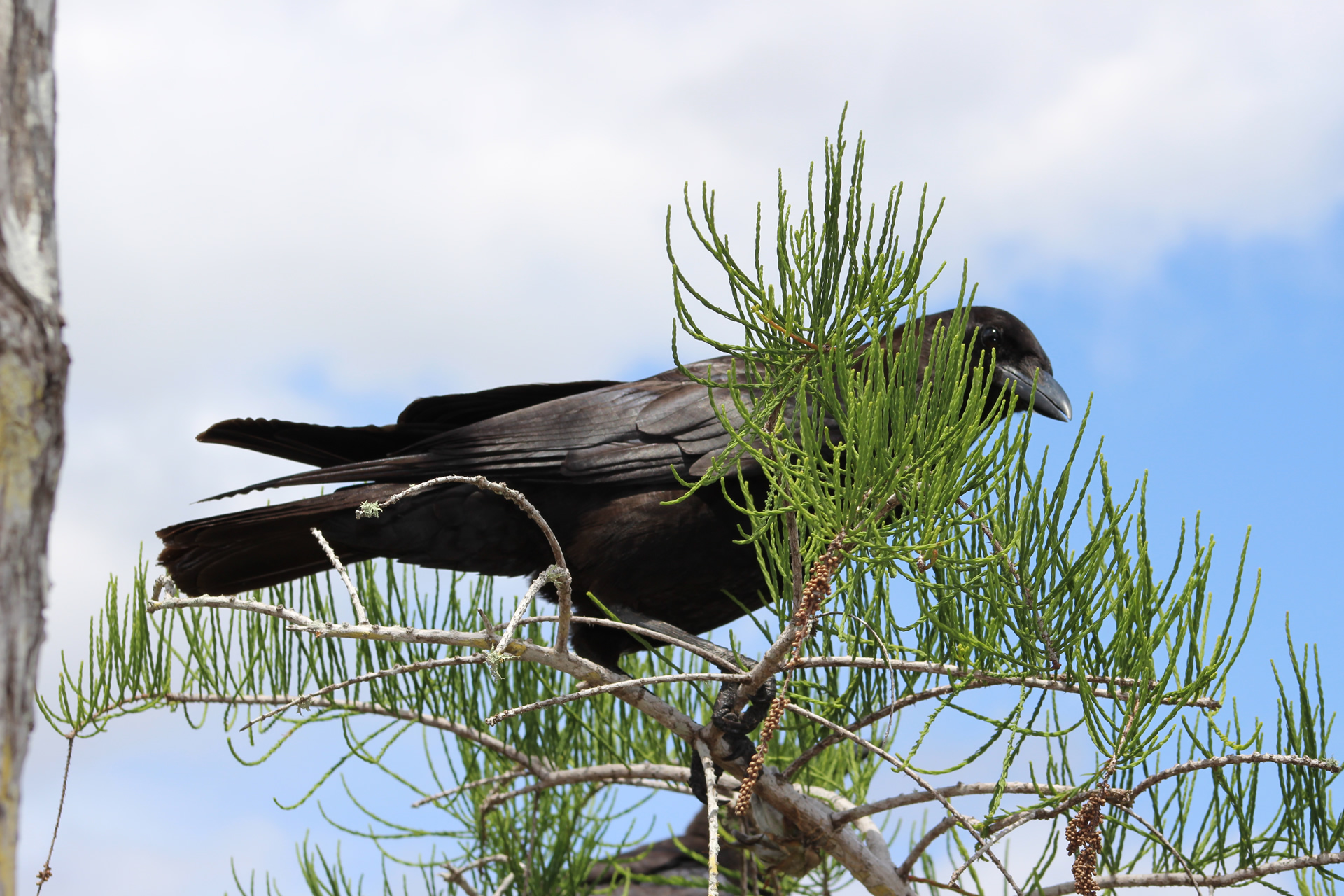 Copper's Distract Facts - American Crow