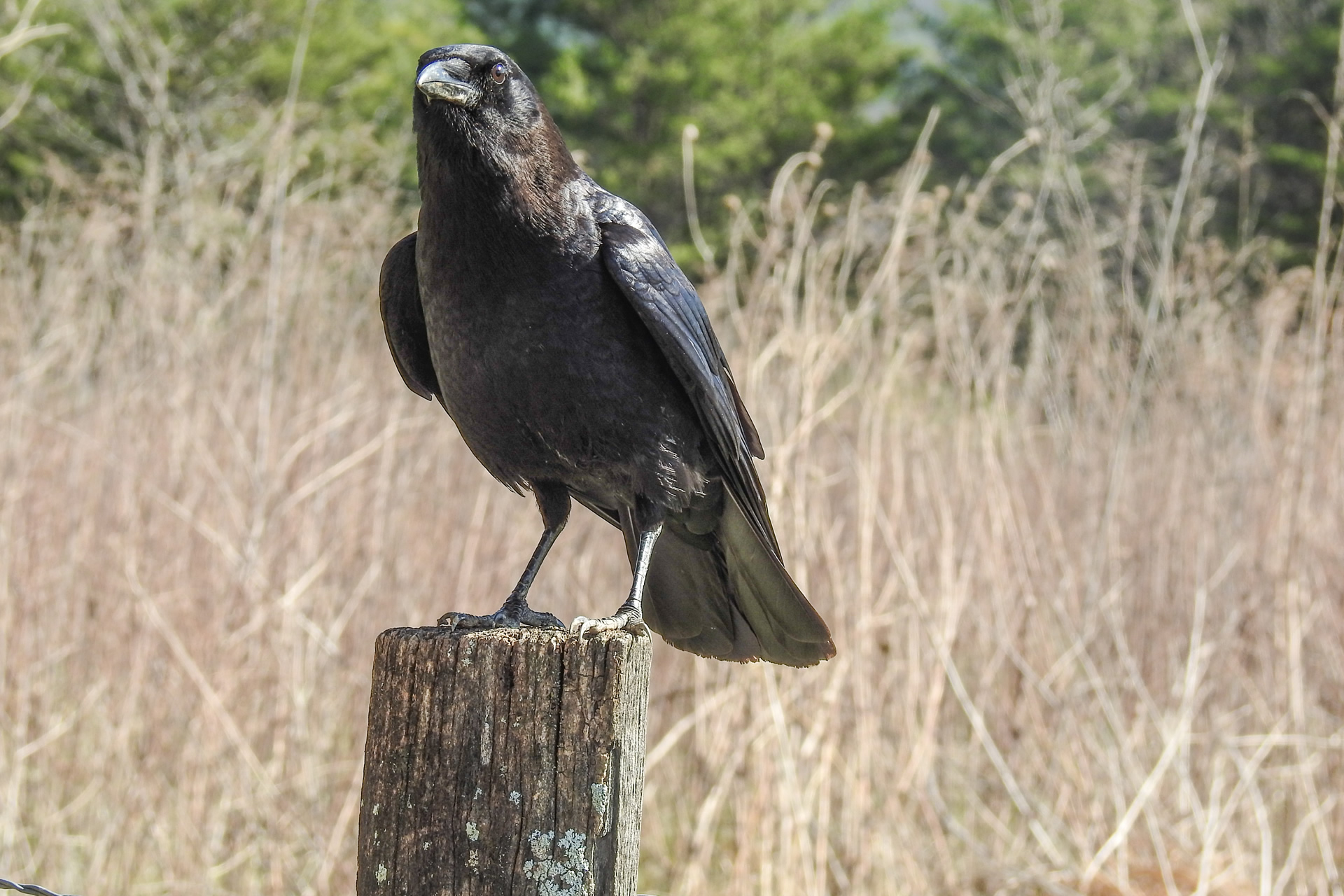 Copper's Distract Facts - American Crow