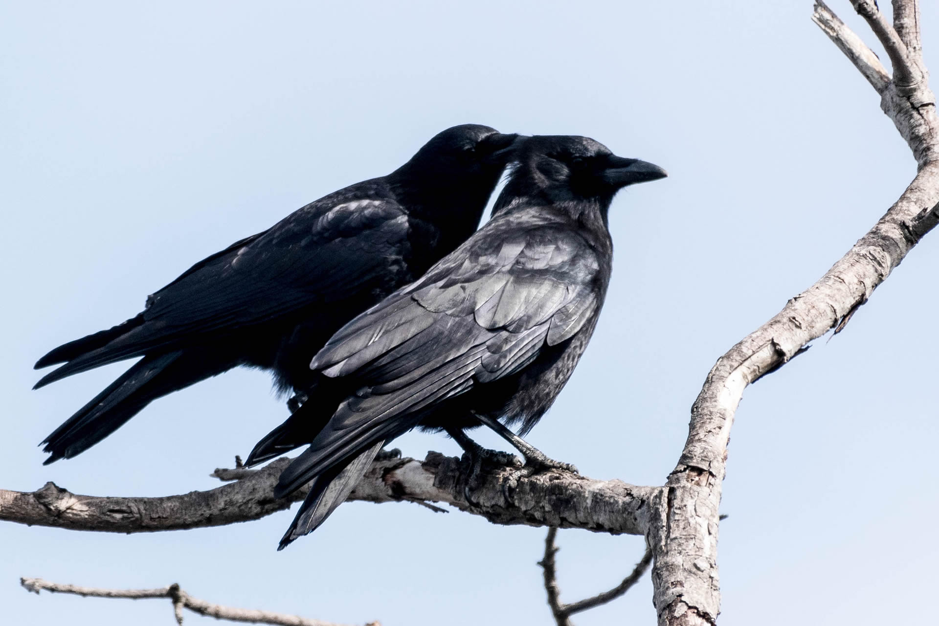Copper's Distract Facts - Allopreening Crows