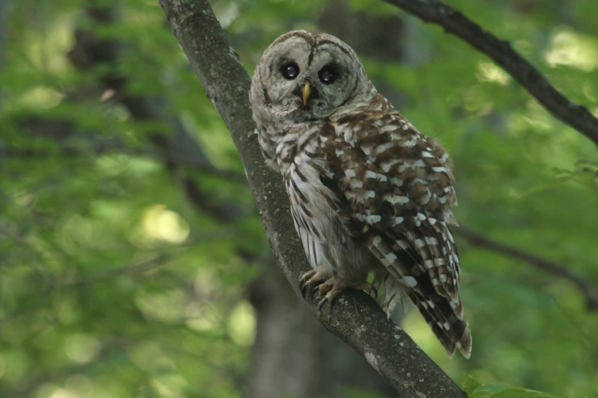 Barred owl