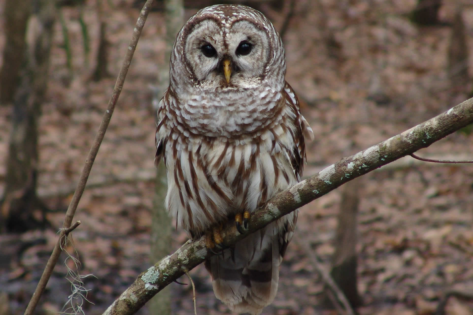 Barred owl