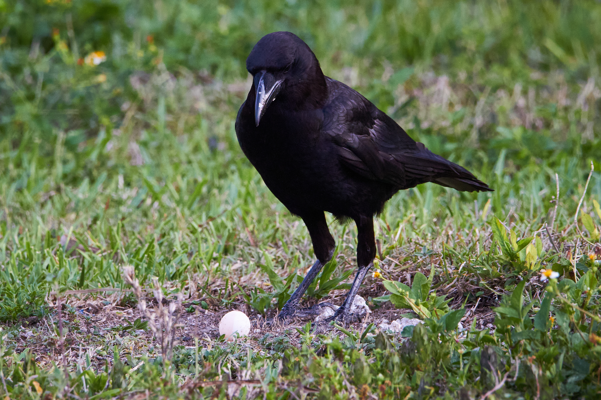 Copper's Distract Facts - Crow with egg