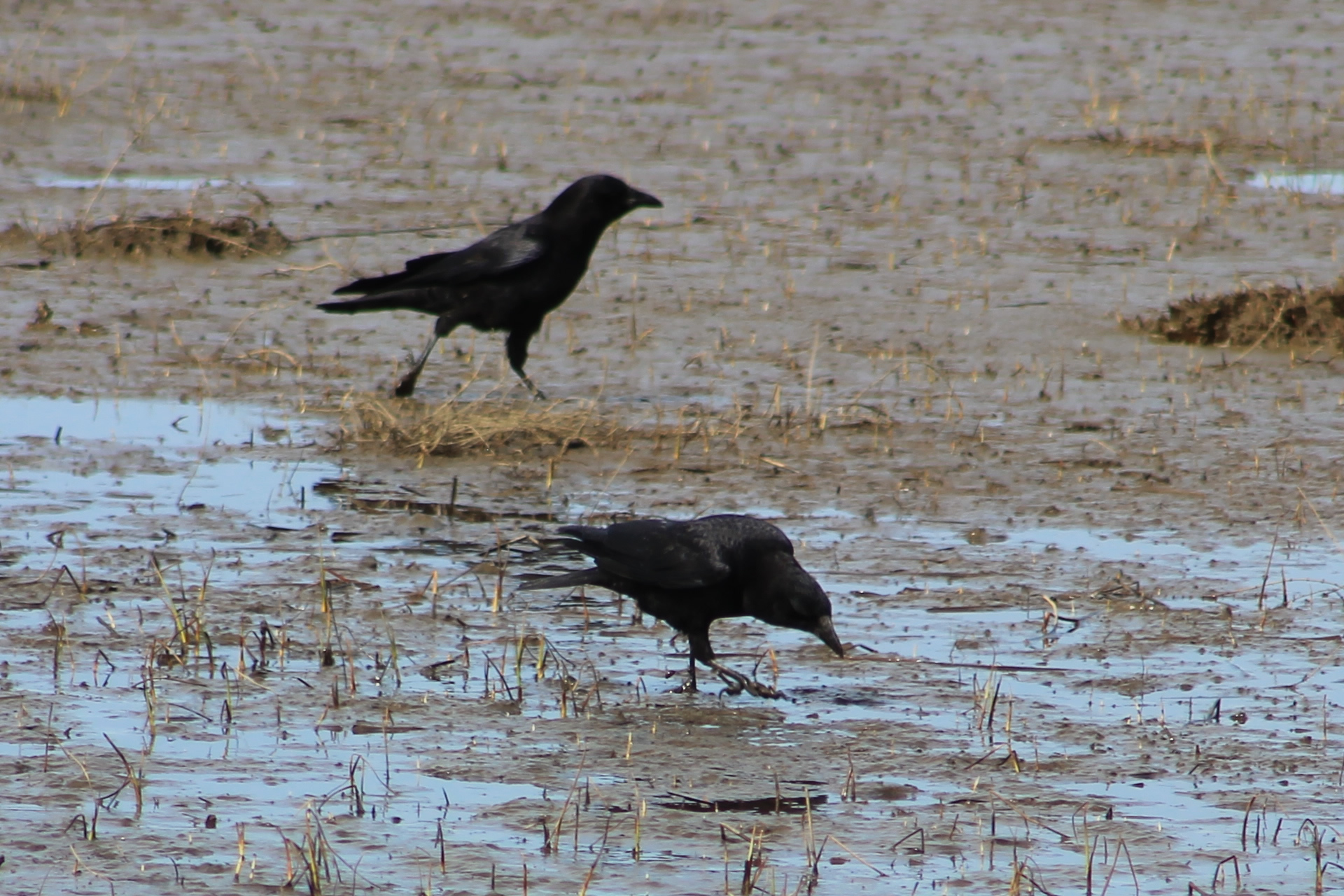Copper's Distract Facts - Crows hunting for food