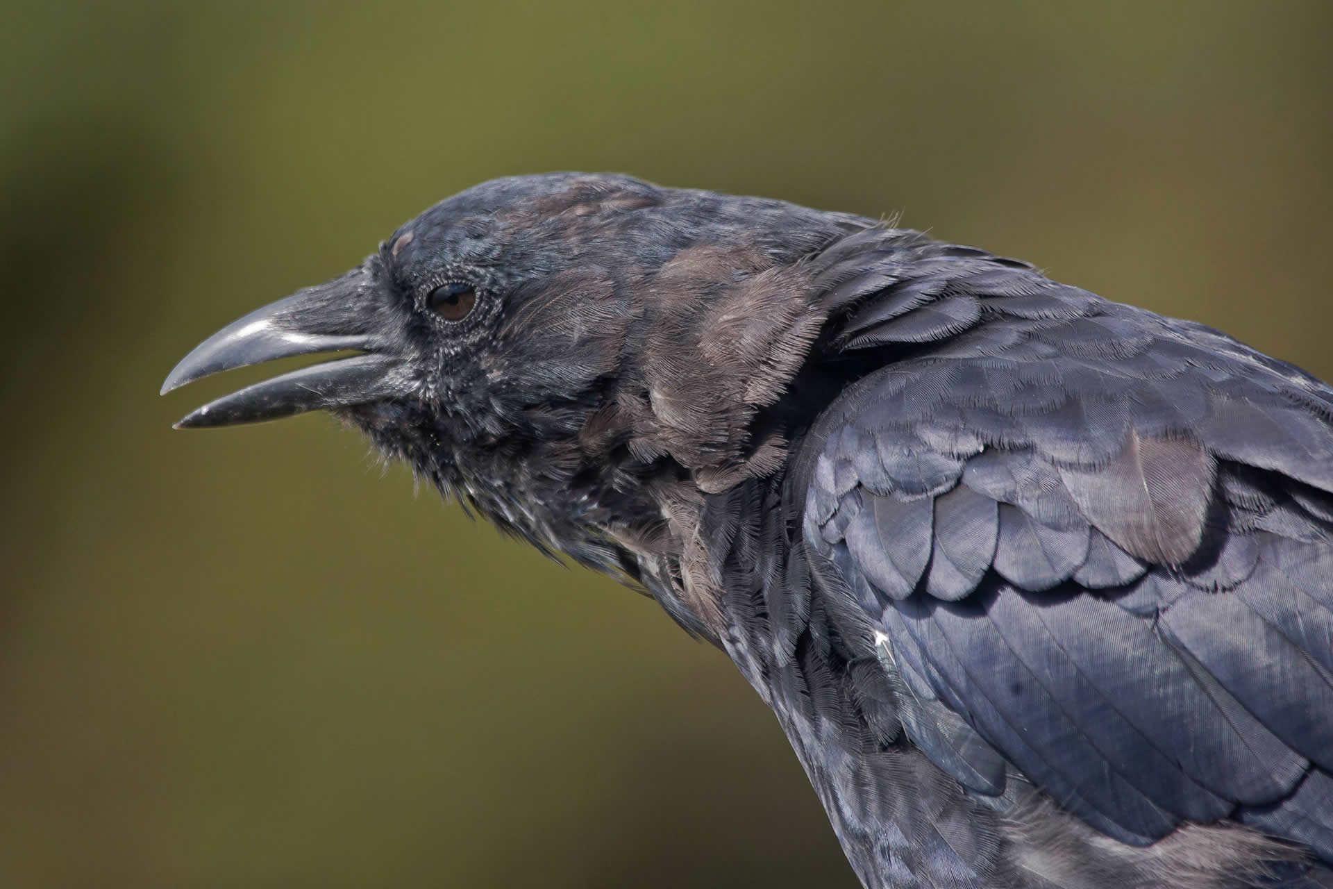 Copper's Distract Facts - American Crow