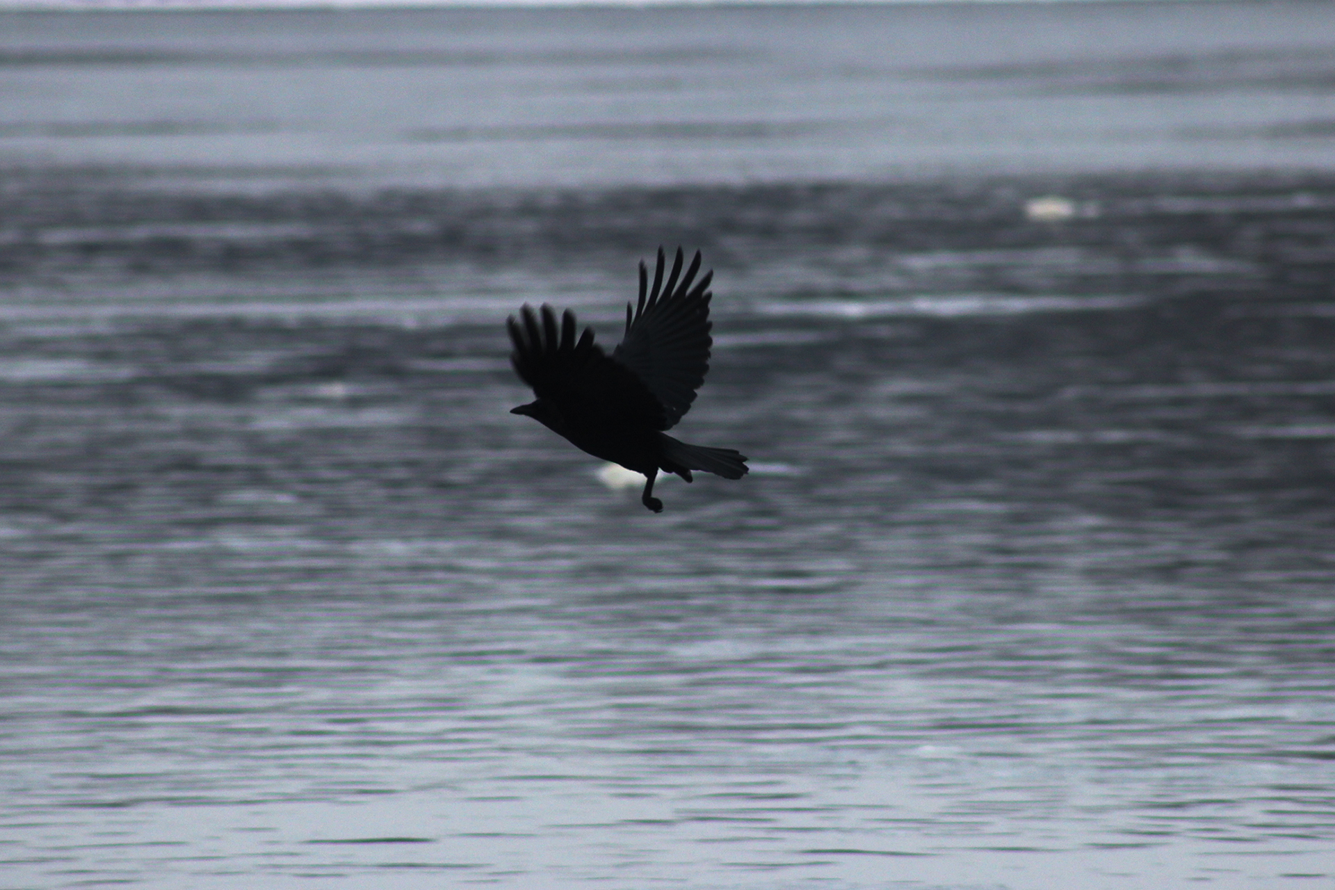 Copper's Distract Facts - American Crow