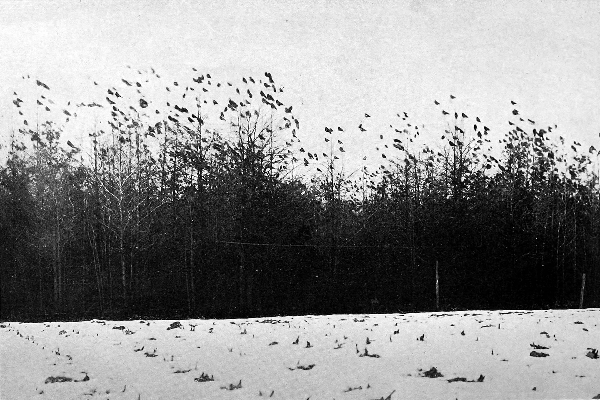 Copper's Distract Facts - Crow Mobbing