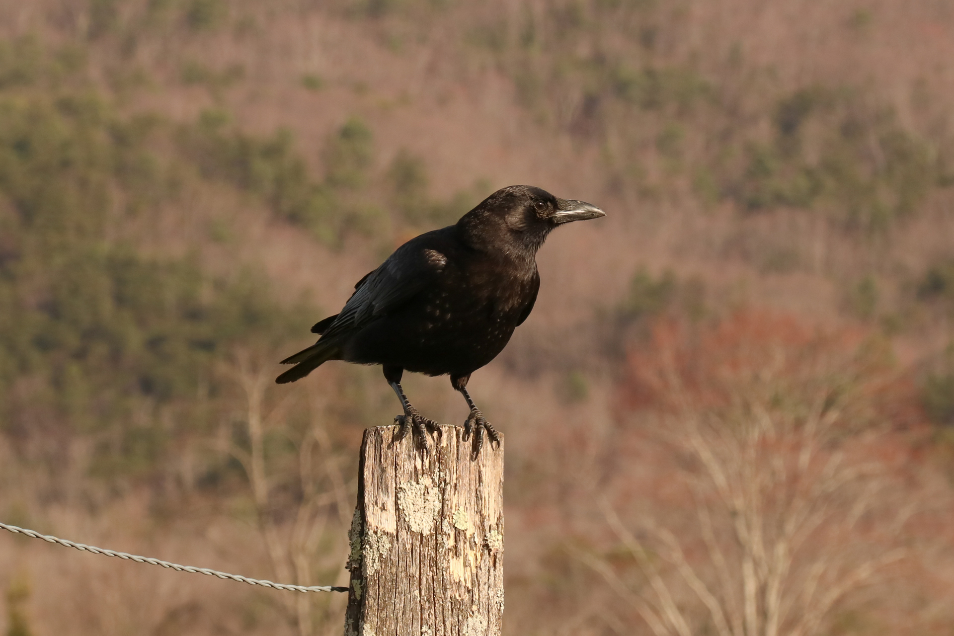 Copper's Distract Facts - American Crow
