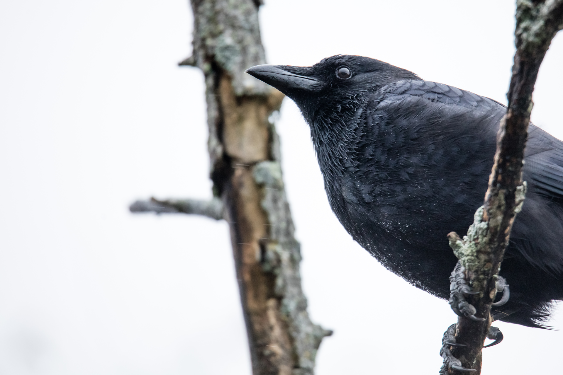 Copper's Distract Facts - Crow Communication