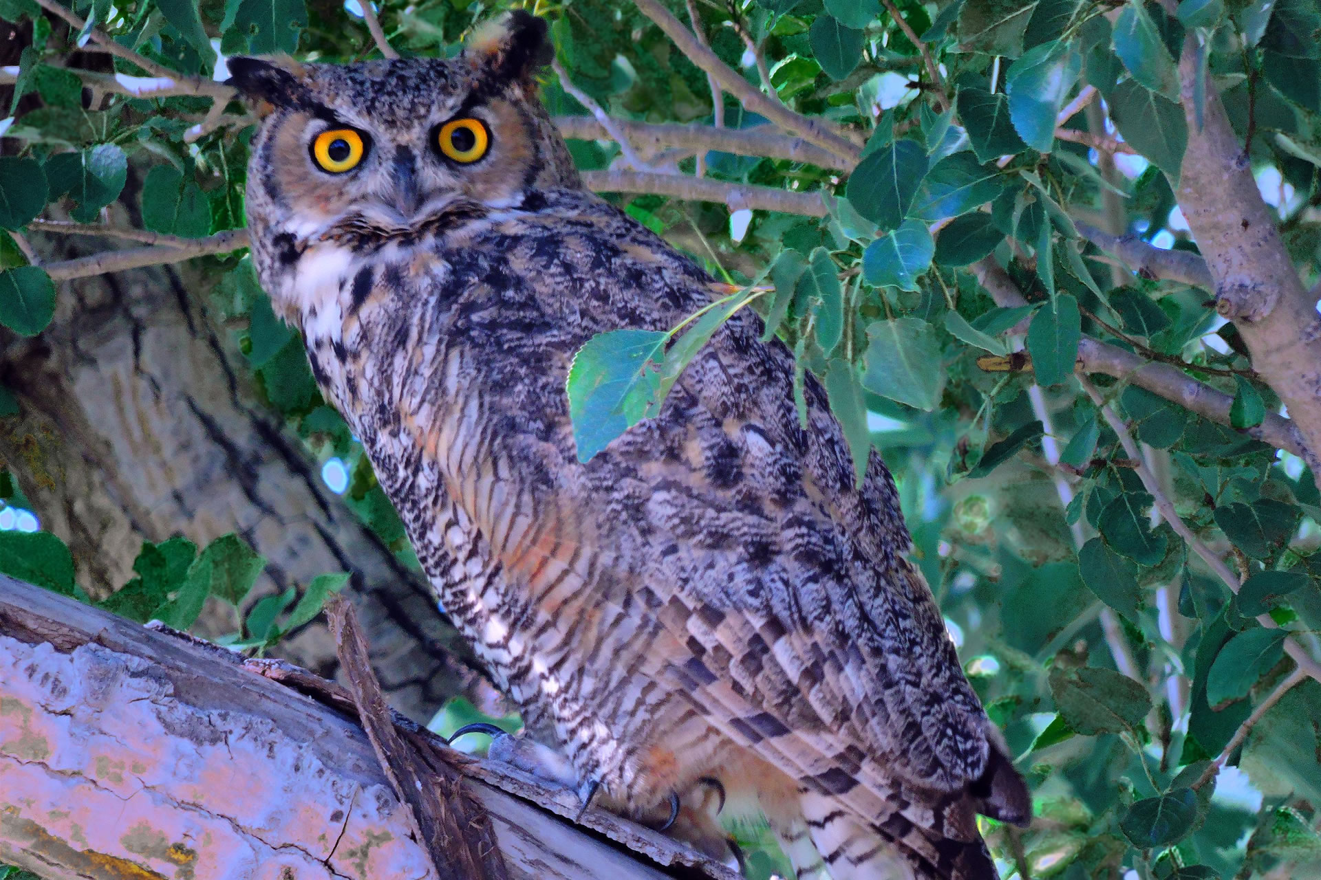 Copper's Distract Facts - Great Horned Owl