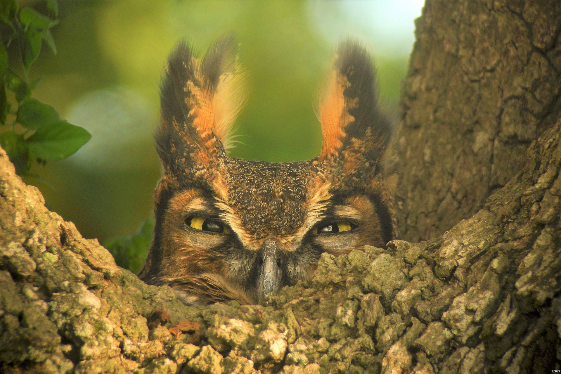 Copper's Distract Facts - Great Horned Owl