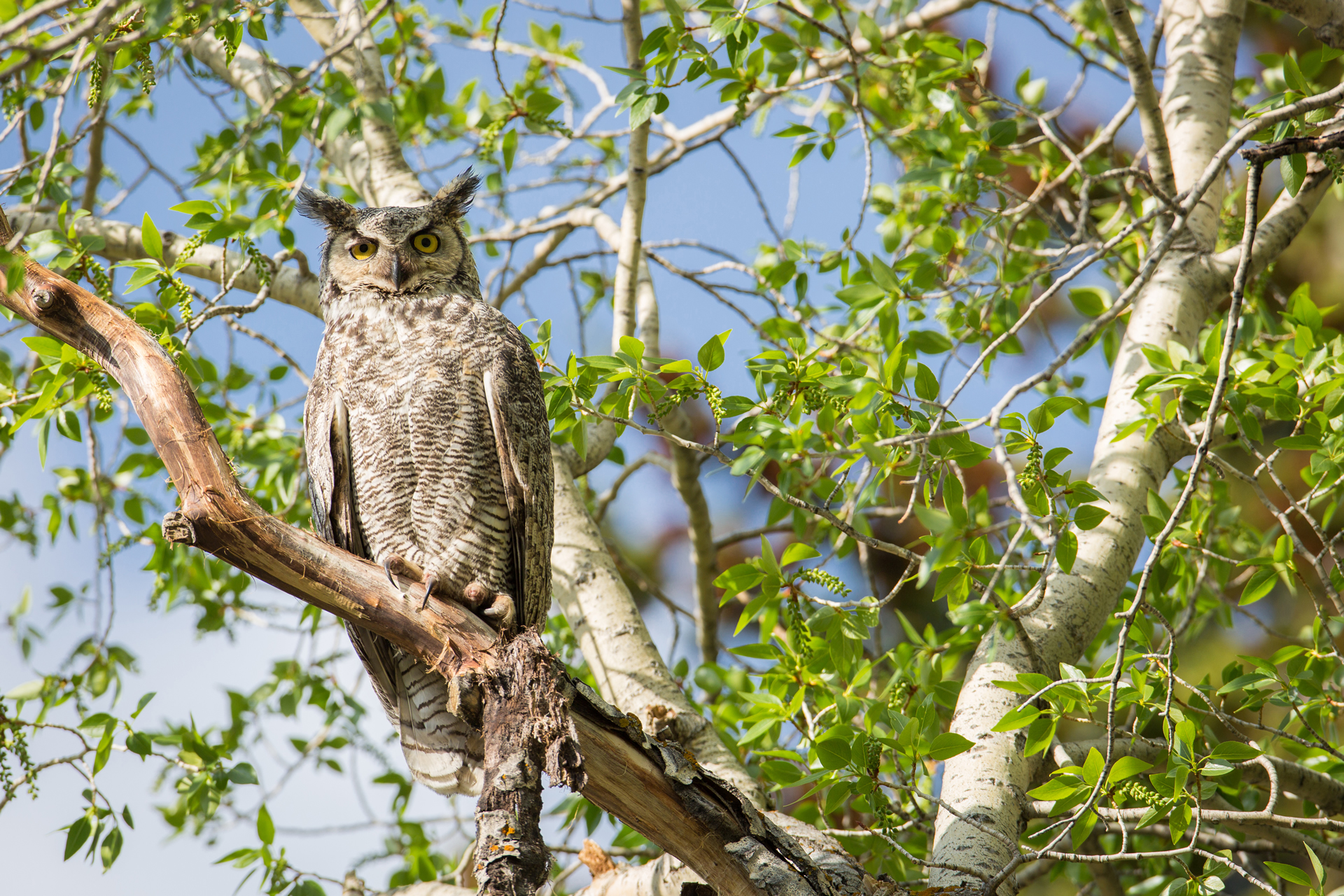 Copper's Distract Facts - Great Horned Owl Ear Tufts