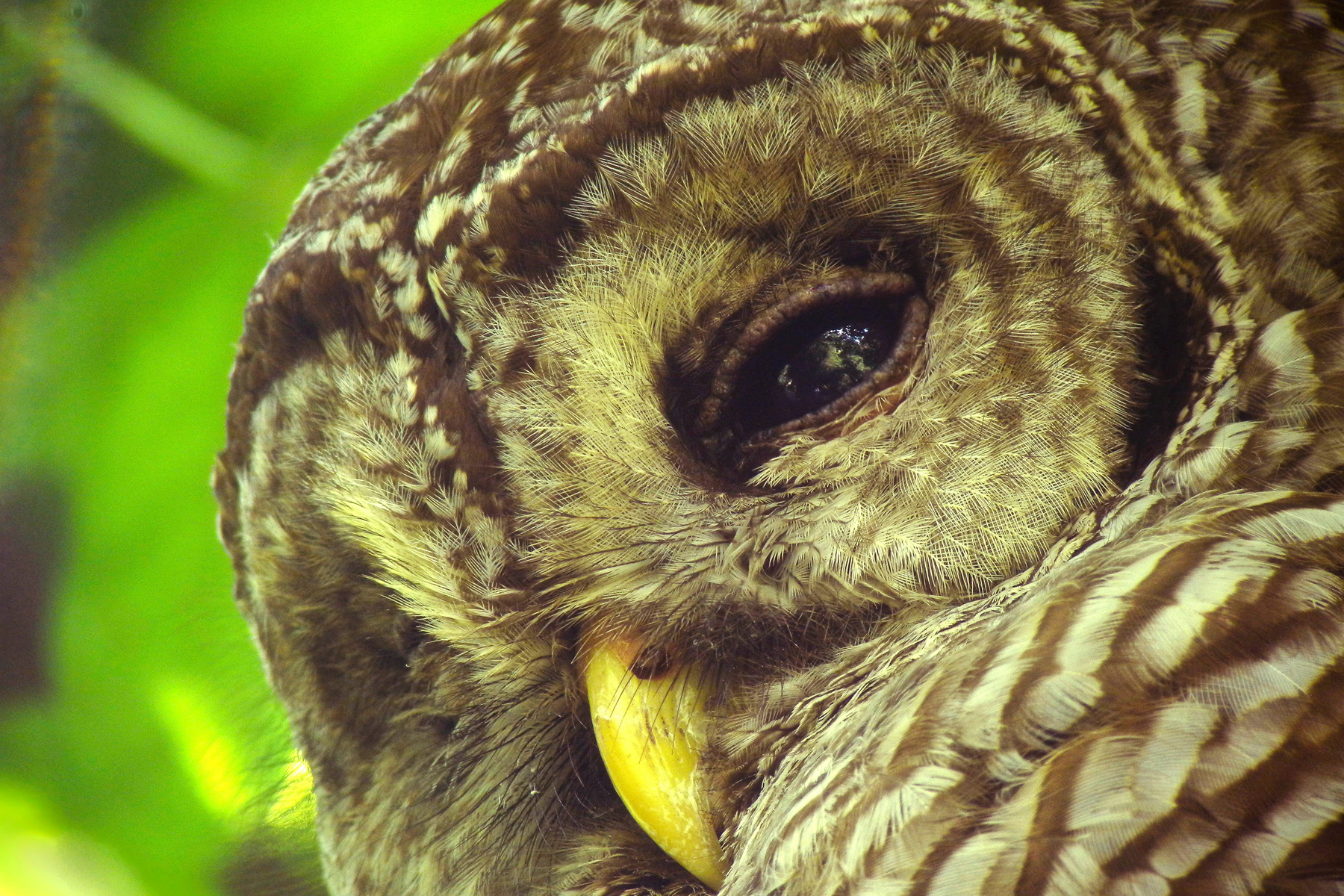 Copper's Distract Facts - Barred Owl Eyes