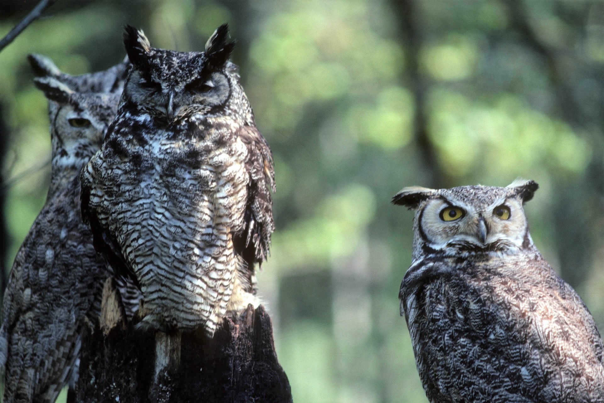 Copper's Distract Facts - Great Horned Owls
