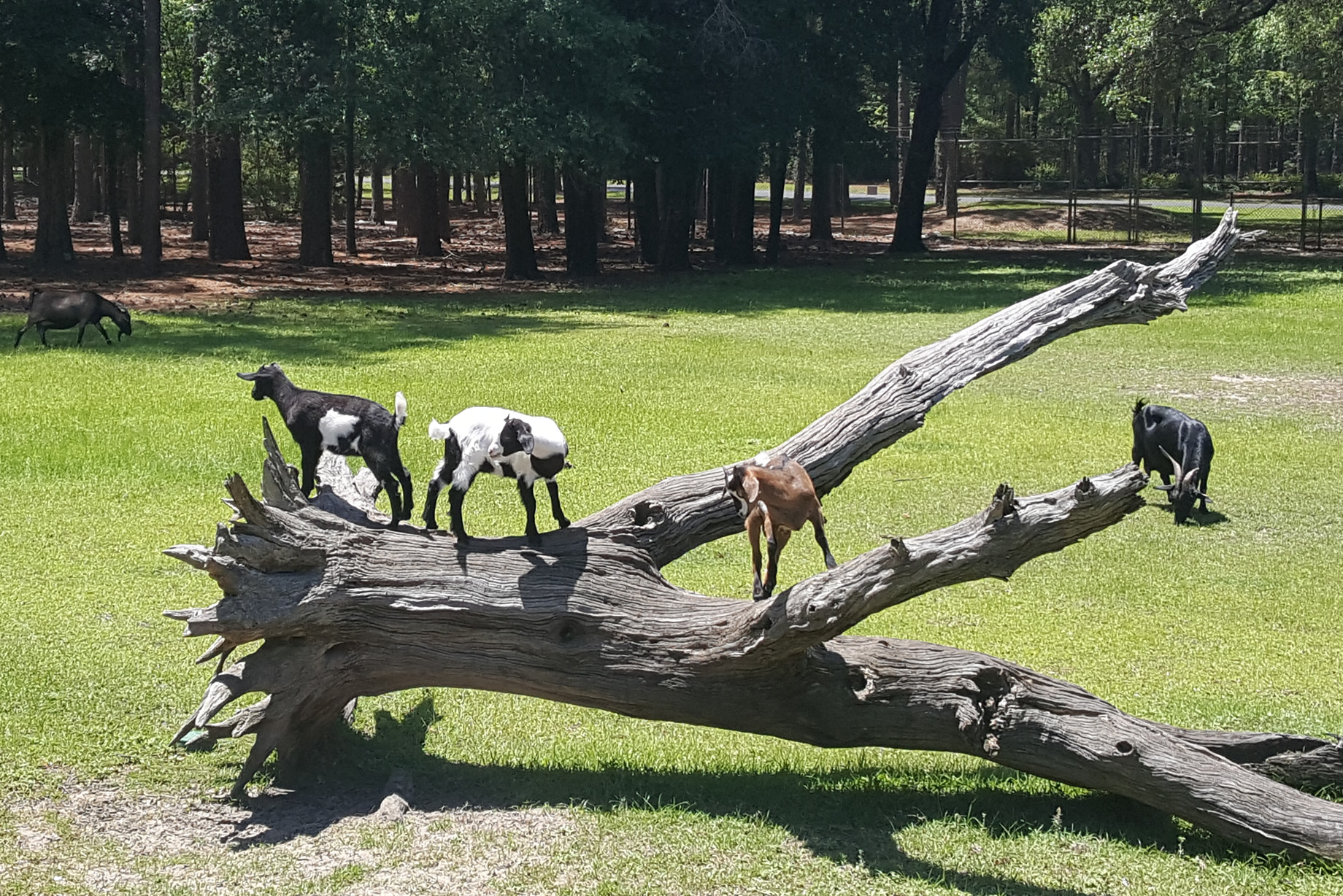 Copper's Distract Facts - Domestic Goats