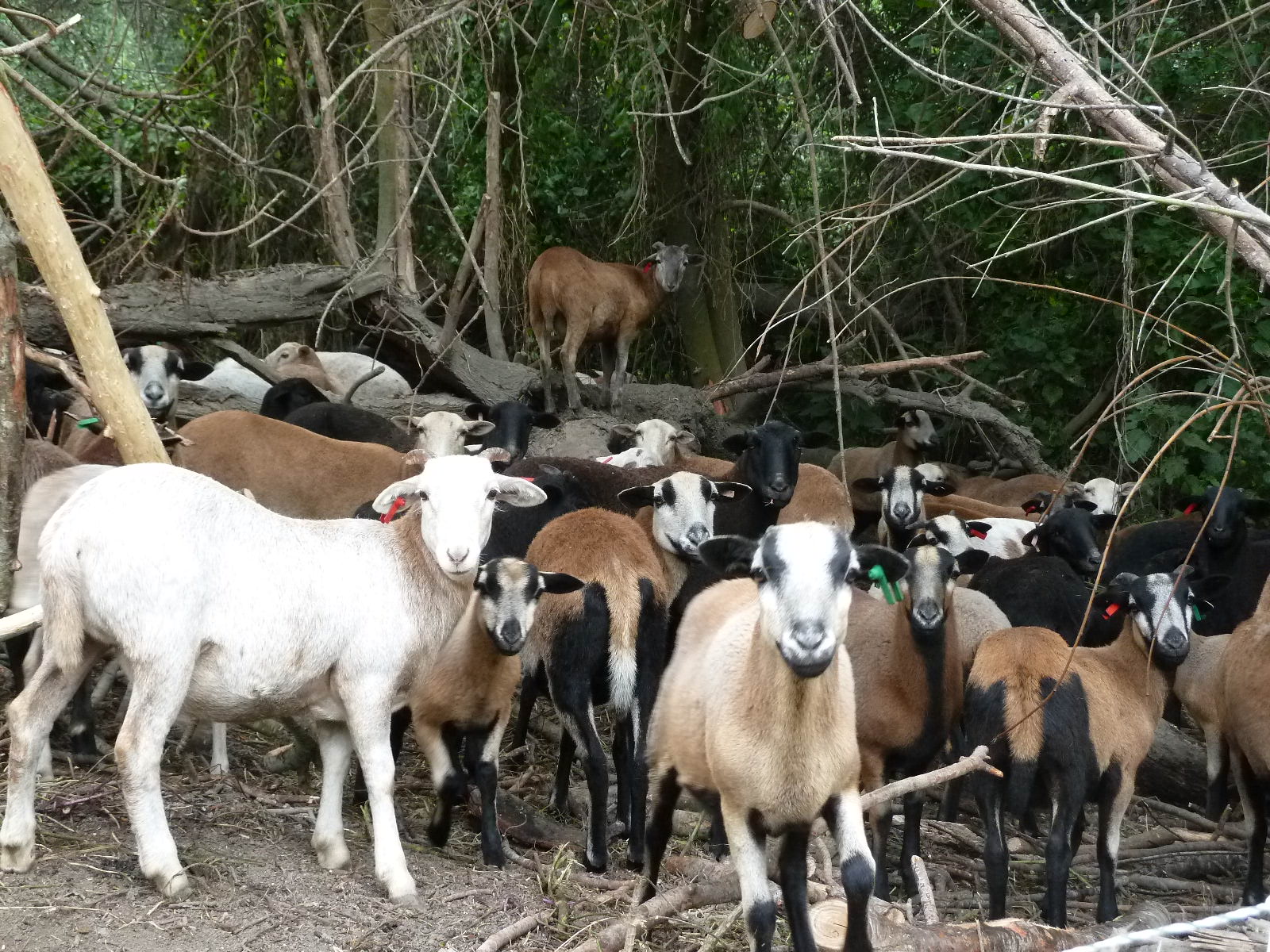 Copper's Distract Facts - Goatscaping