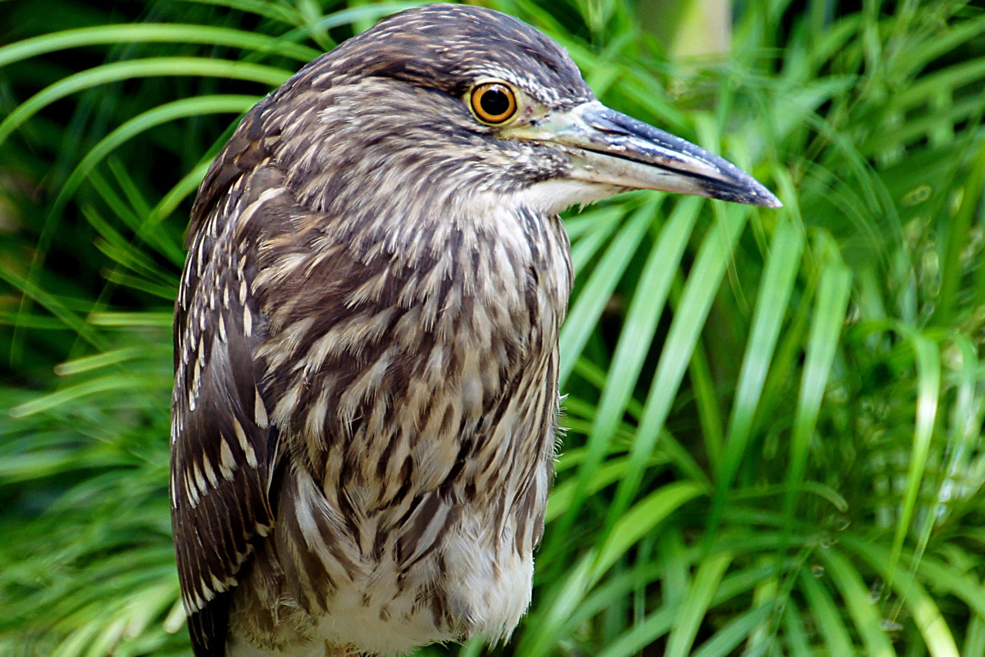 Juvenile black-crowned night heron
