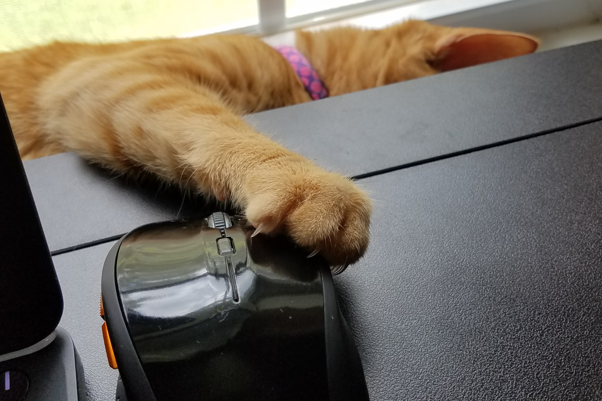 Copper and the Tree Frog - Copper Mousing