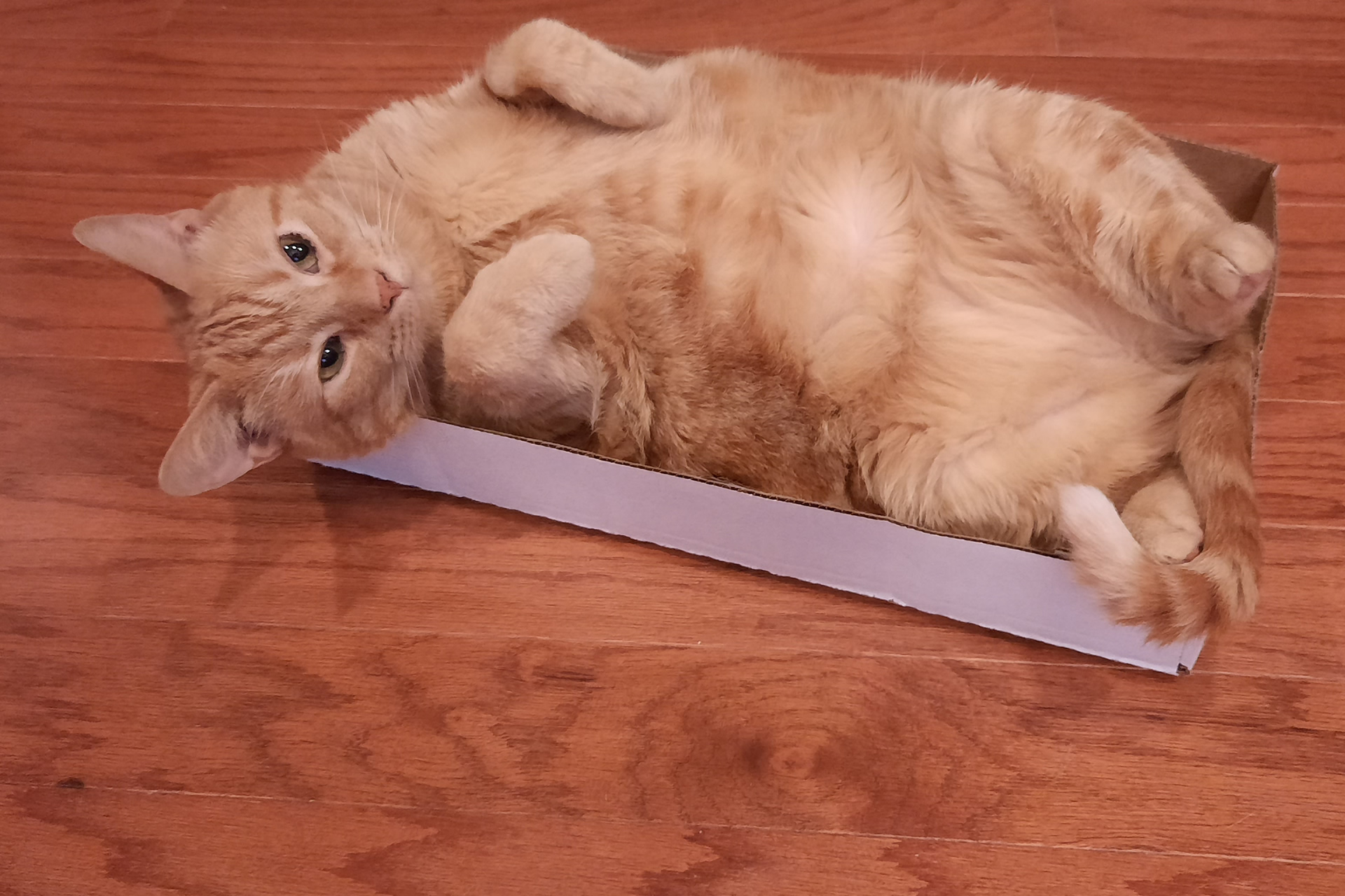 Copper and the Tree Frog - Copper Relaxing