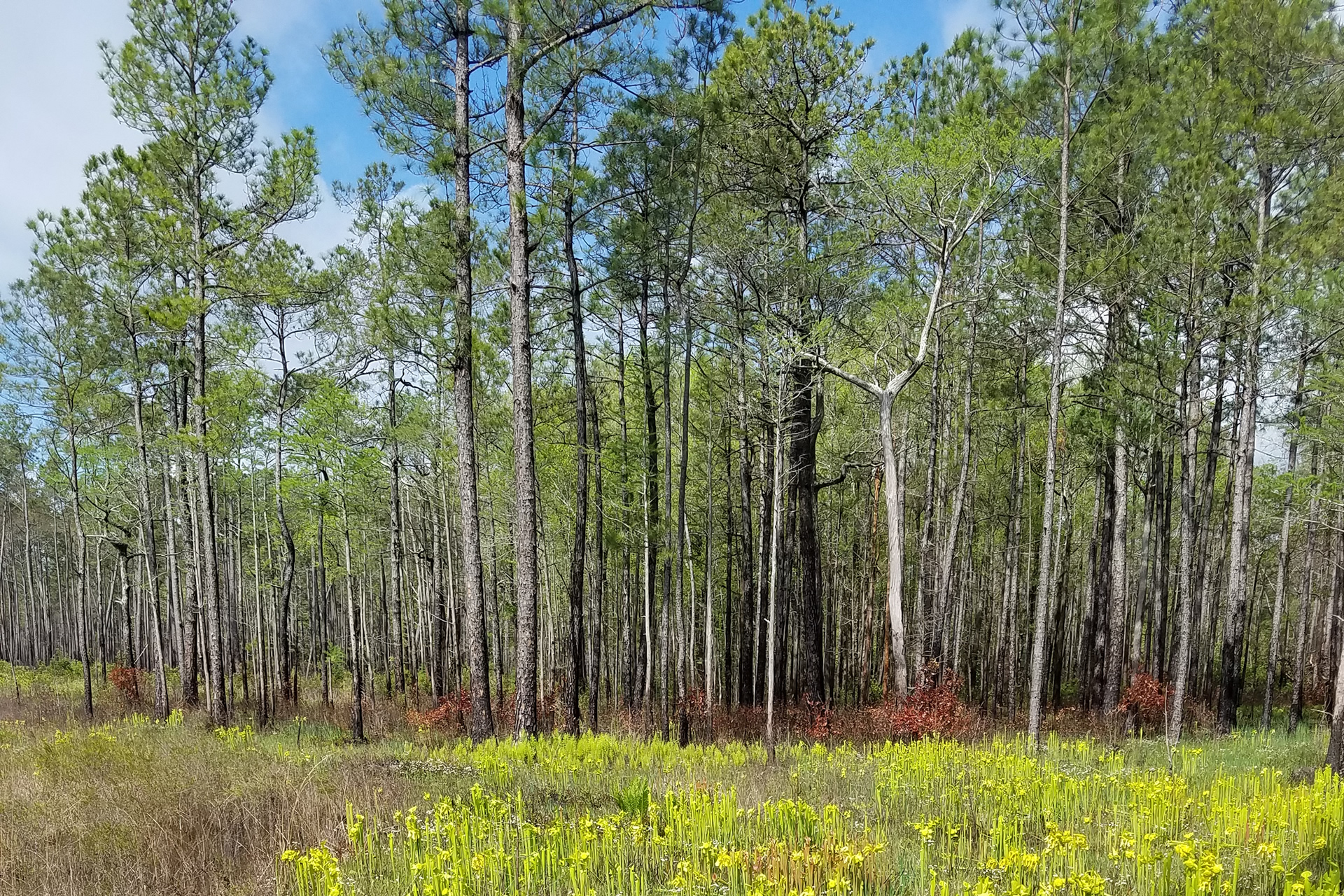 Copper's Distract Facts - Longleaf Pine