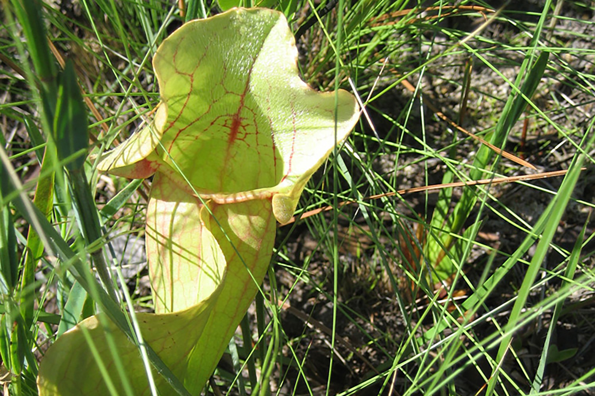 Copper's Distract Facts - Pitcher Plant
