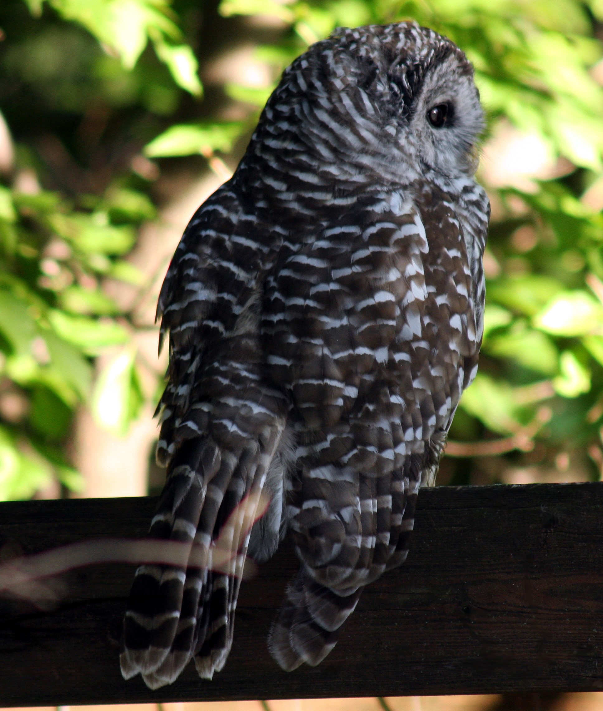 Copper's Distract Facts - Barred Owl