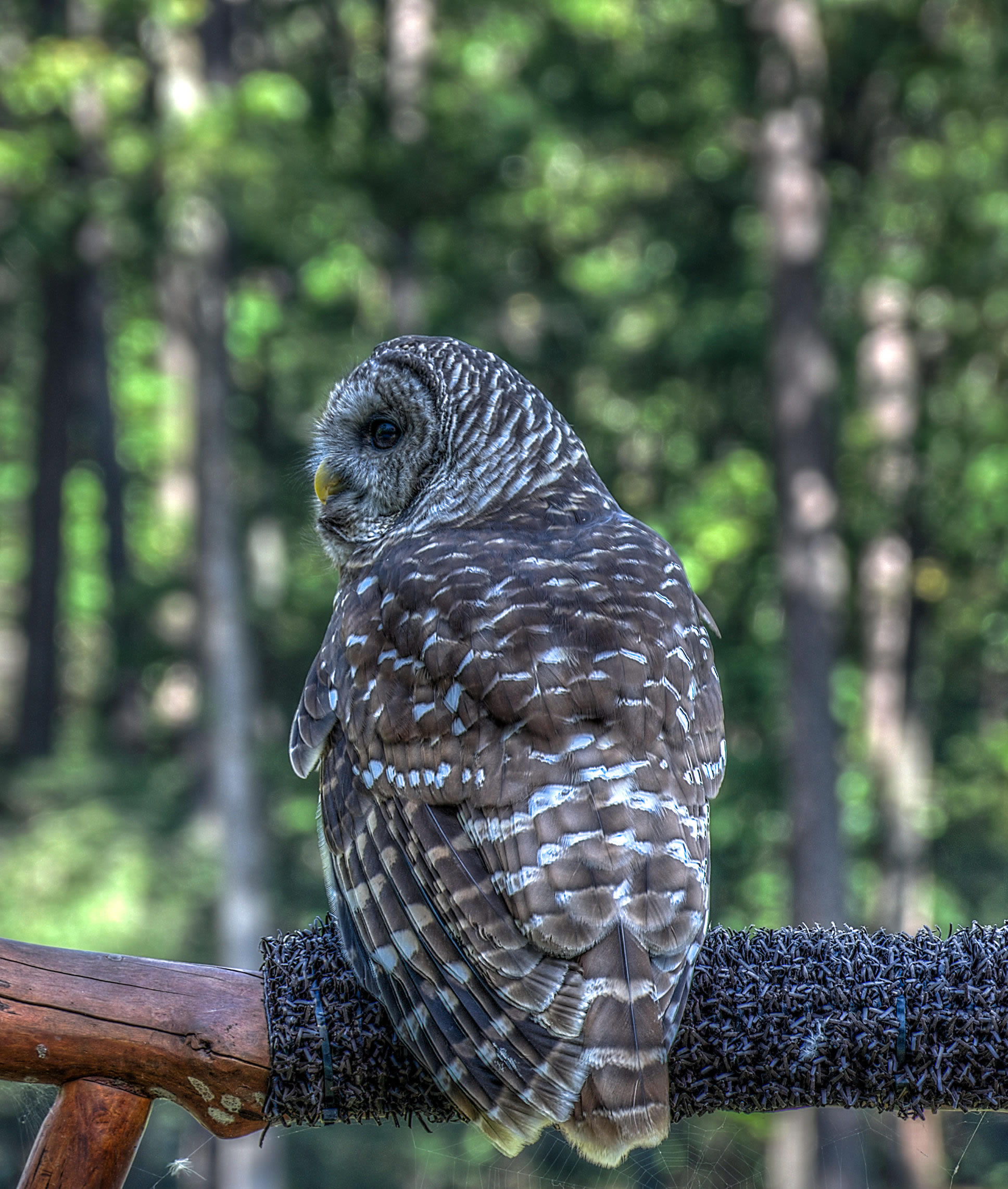 Copper's Distract Facts - Barred Owl