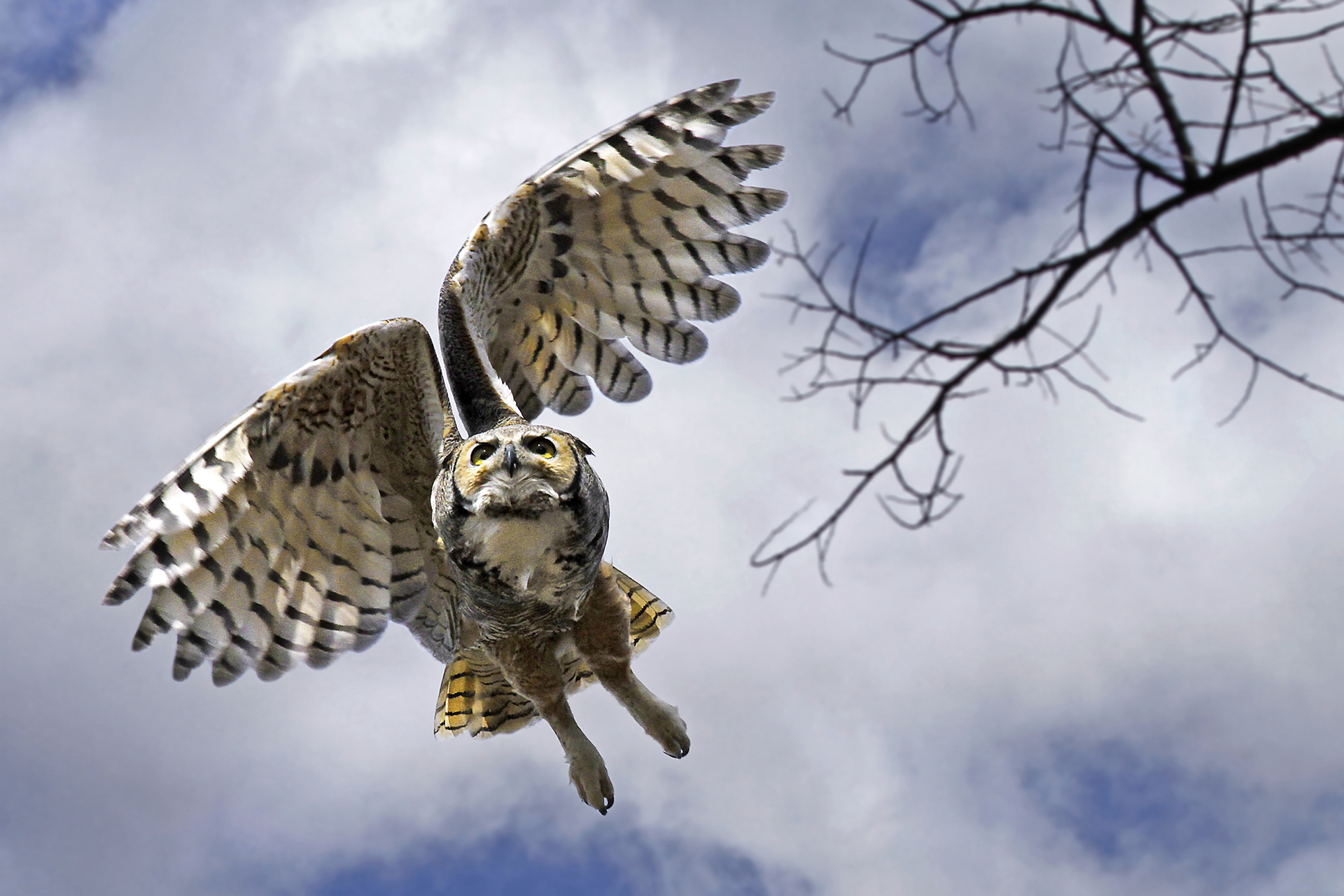 Copper's Distract Facts - Great Horned Owl In Flight