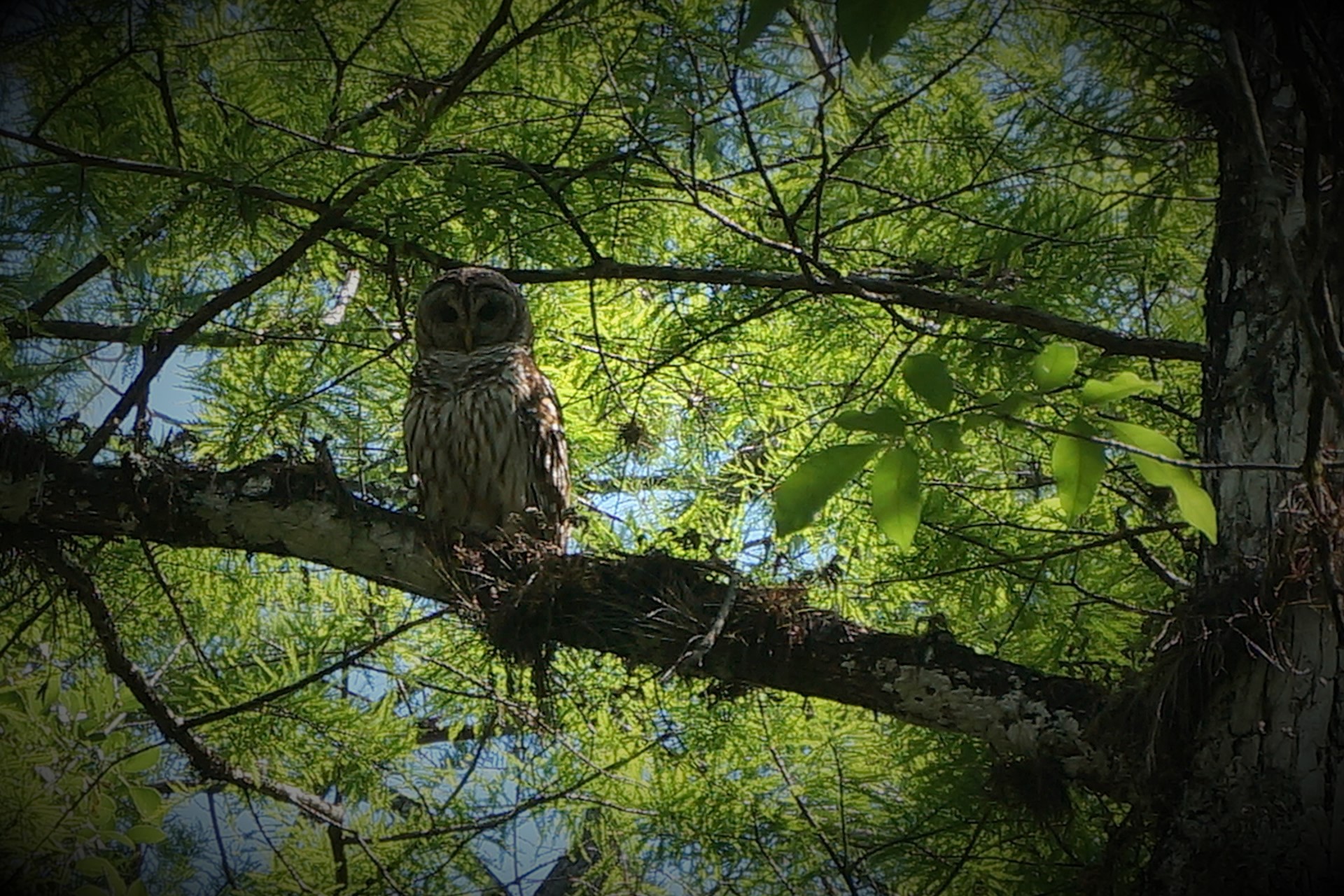 Copper's Distract Facts - Barred Owl