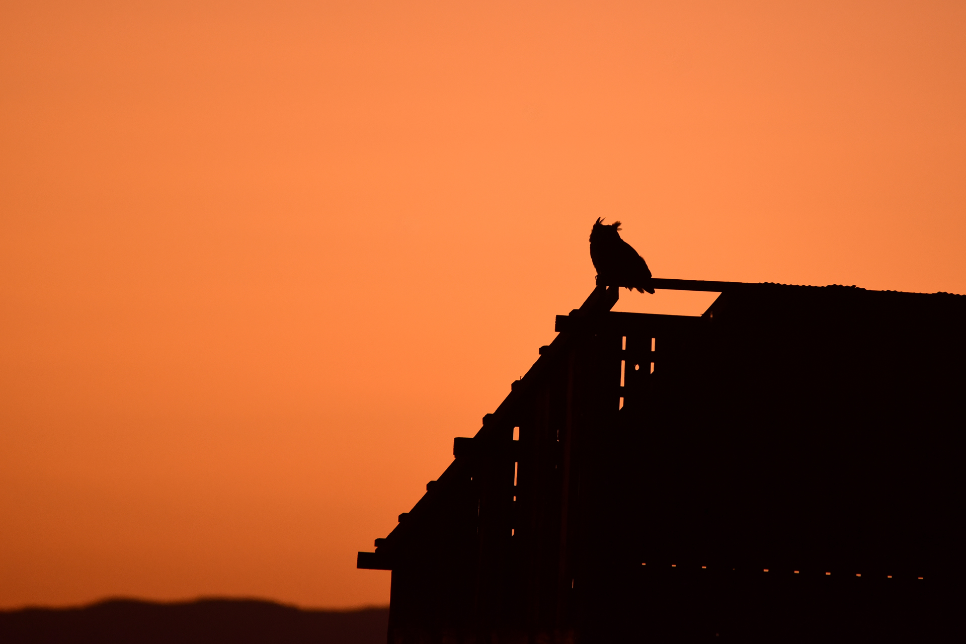 Copper's Distract Facts - Ninja Owl