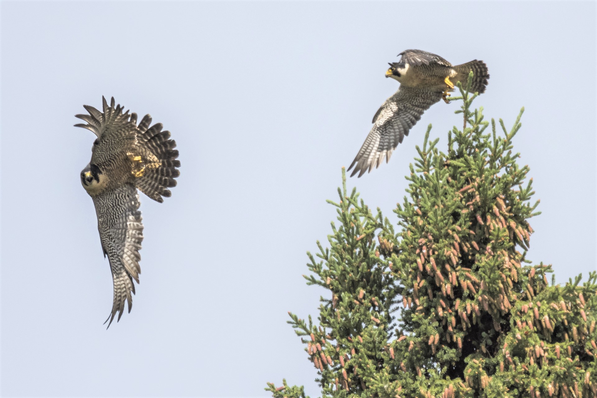 Copper's Distract Facts - Peregrine Falcons