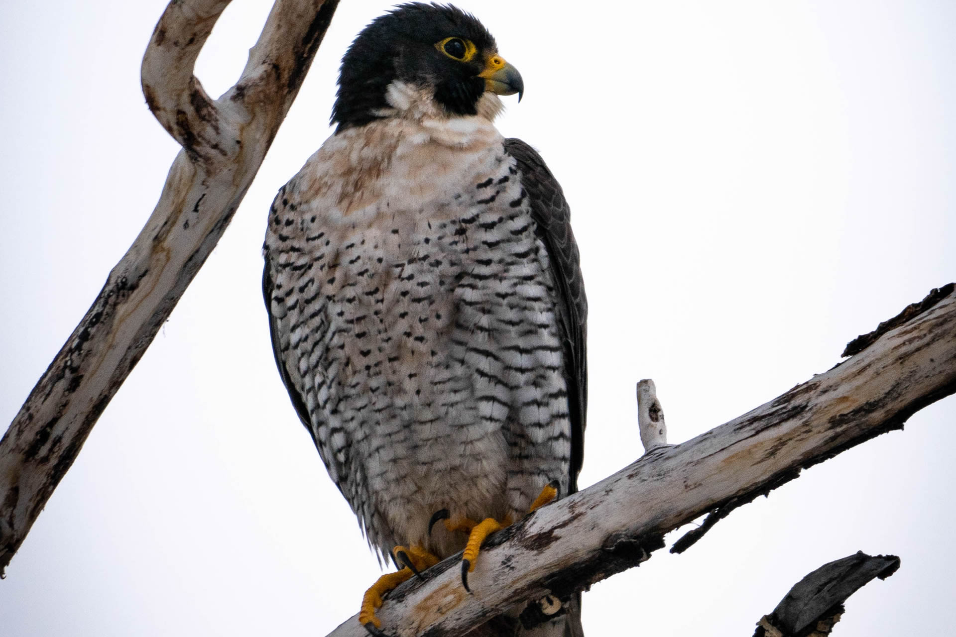 Copper's Distract Facts - Peregrine Falcons