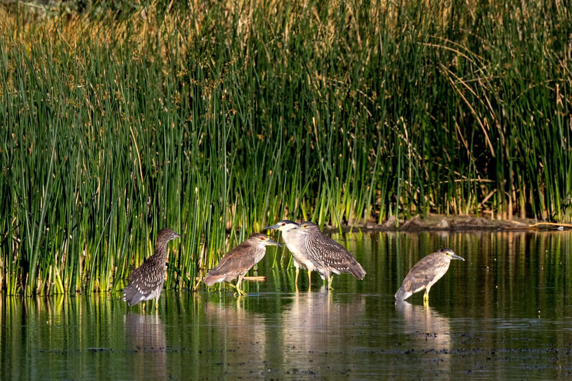 Black-crowned night heron adult with juveniles
