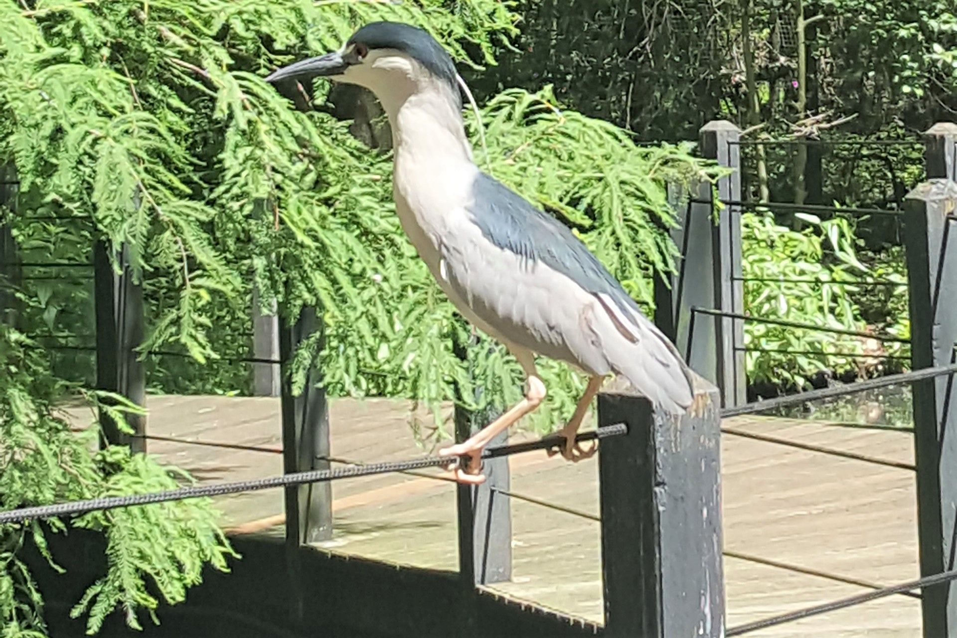 Black-crowned night heron adult