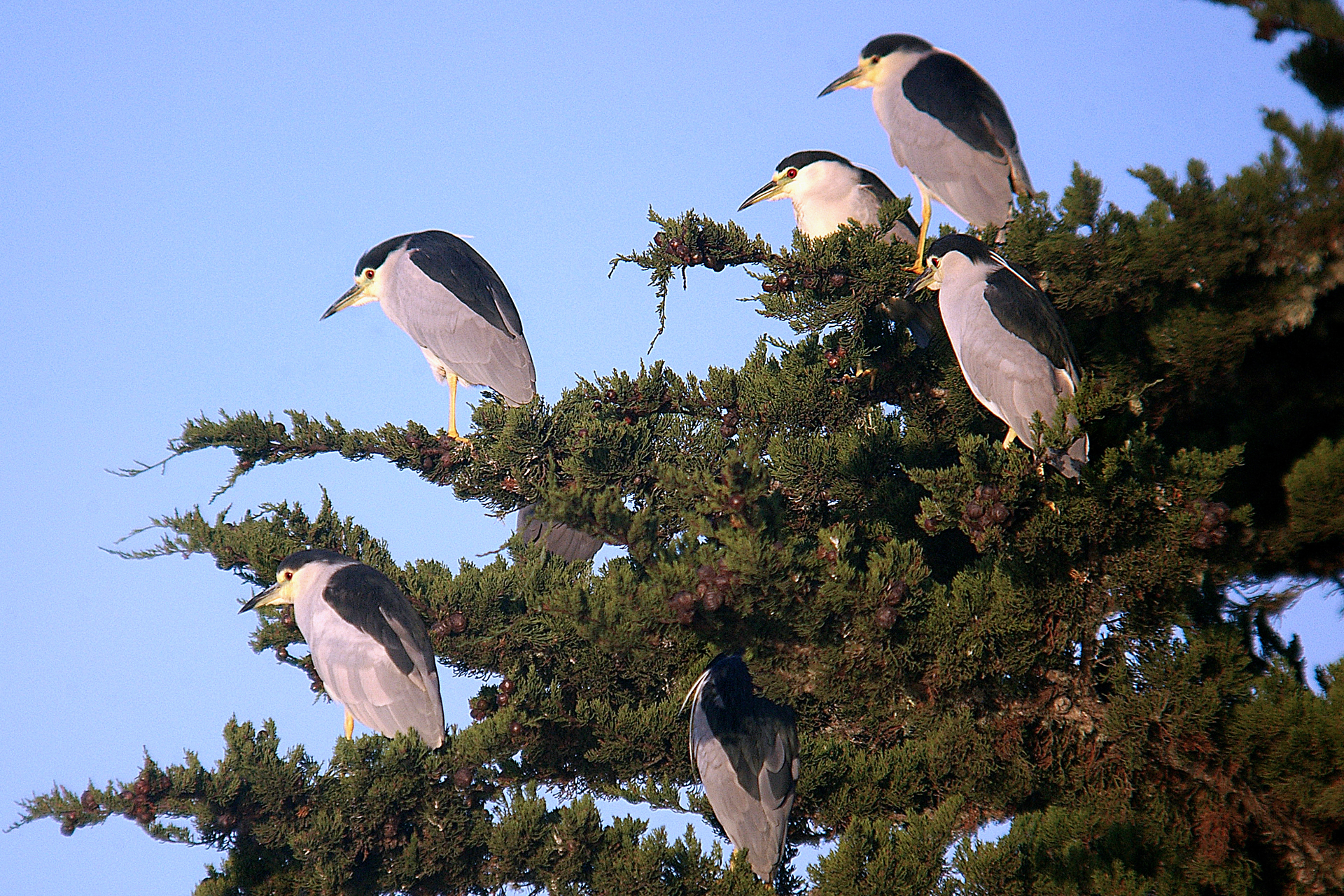 Group of black-crowned night heron adults