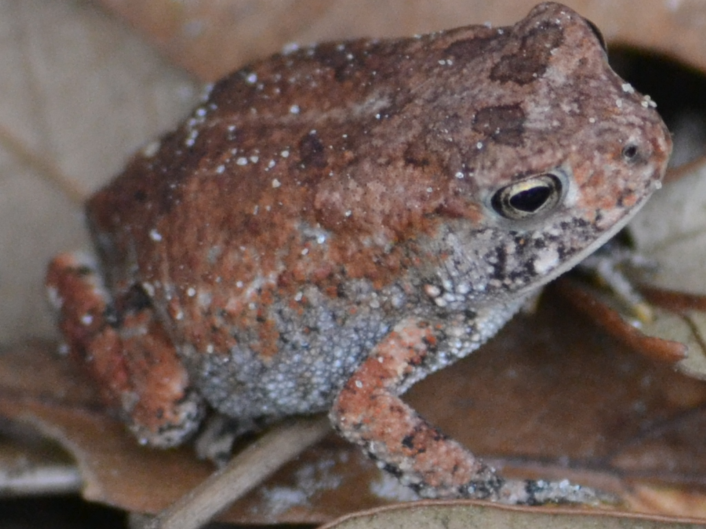 Copper's Distract Facts - Southern Toad
