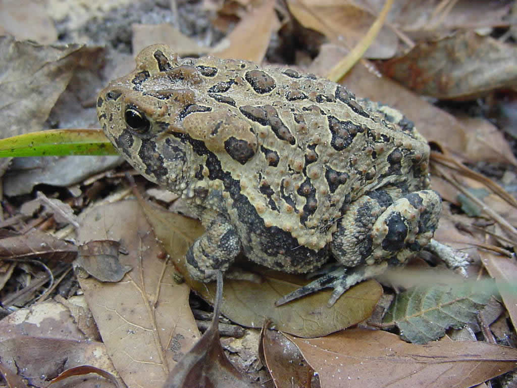 Copper's Distract Facts - Southern Toad