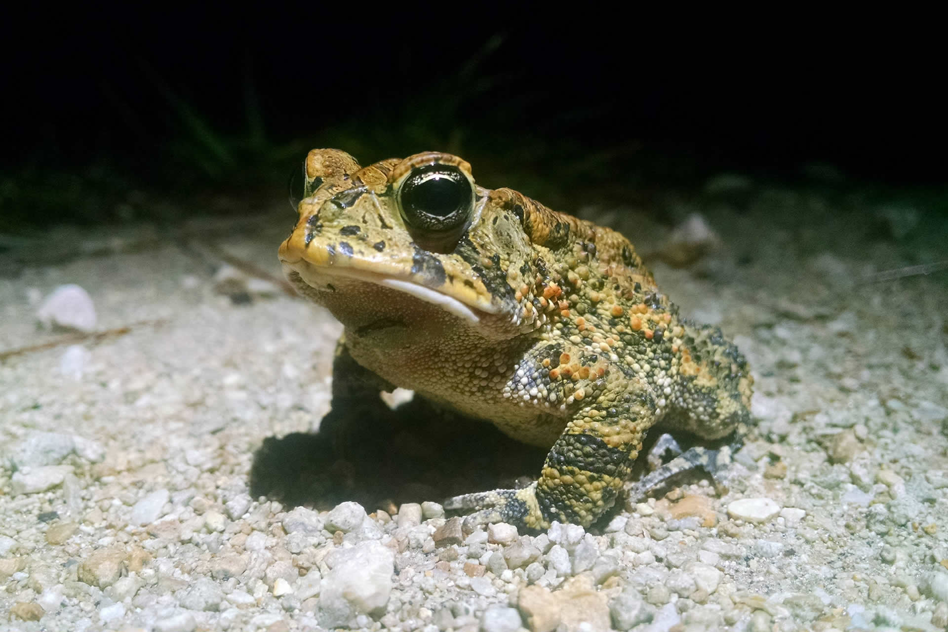 Copper's Distract Facts - Southern Toad