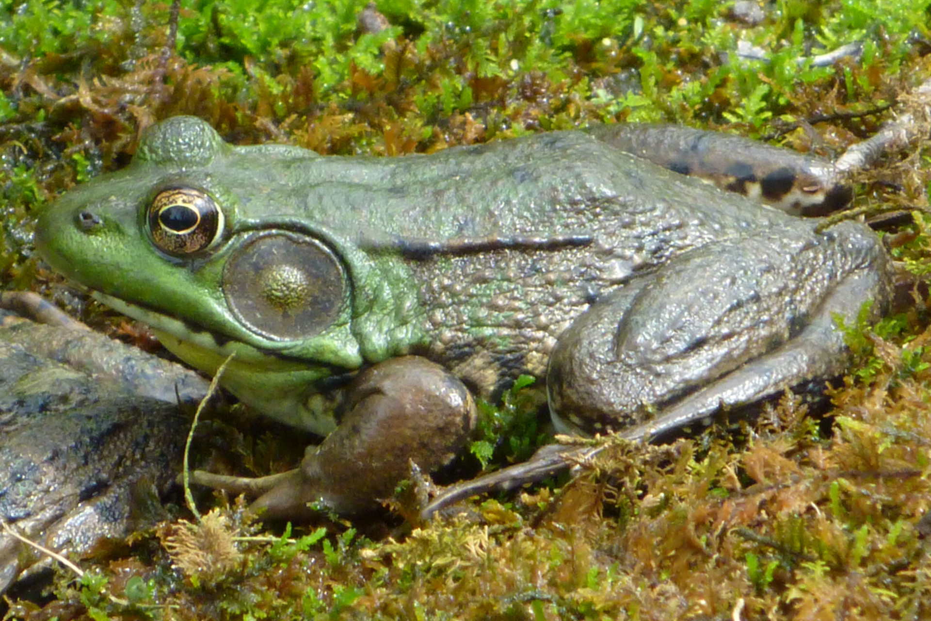 Copper's Distract Facts - Bronze Frog
